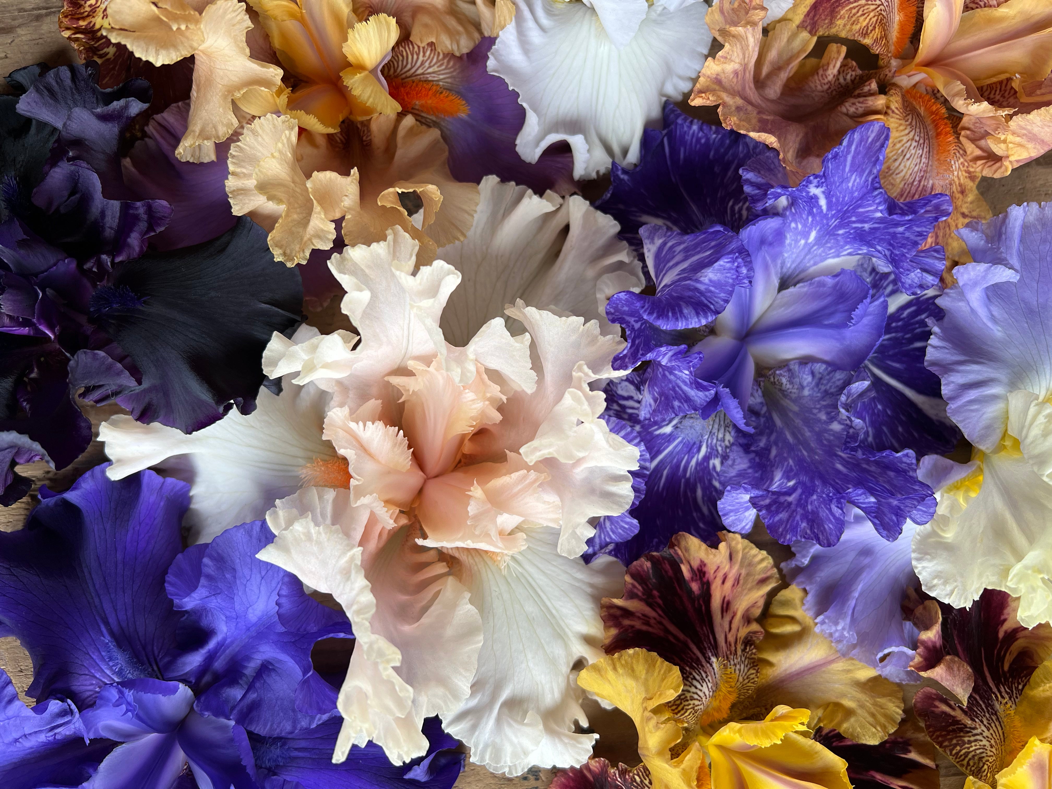 Wholesale Catalog Schreiner's Gardens