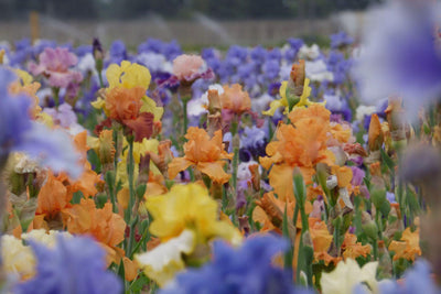 Schreiner's Gardens Field Of Iris Shop World Class Iris By Bloom Season