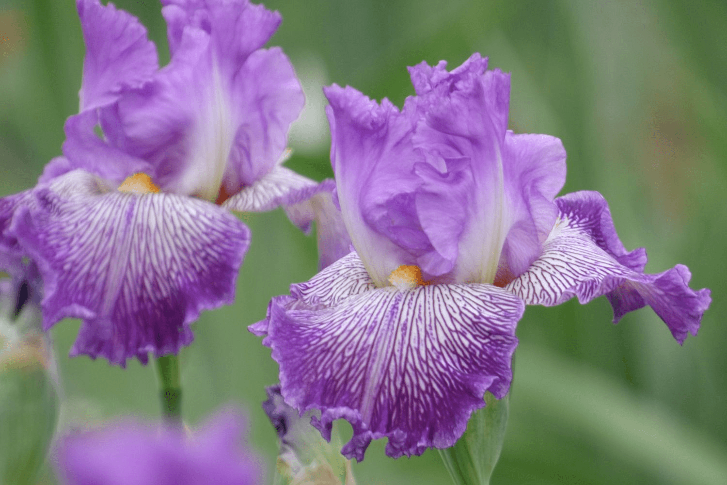 How To Grow And Care For Bearded Iris