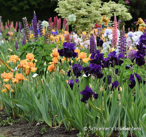 Shop Iris Buy Iris Schreiner's Gardens