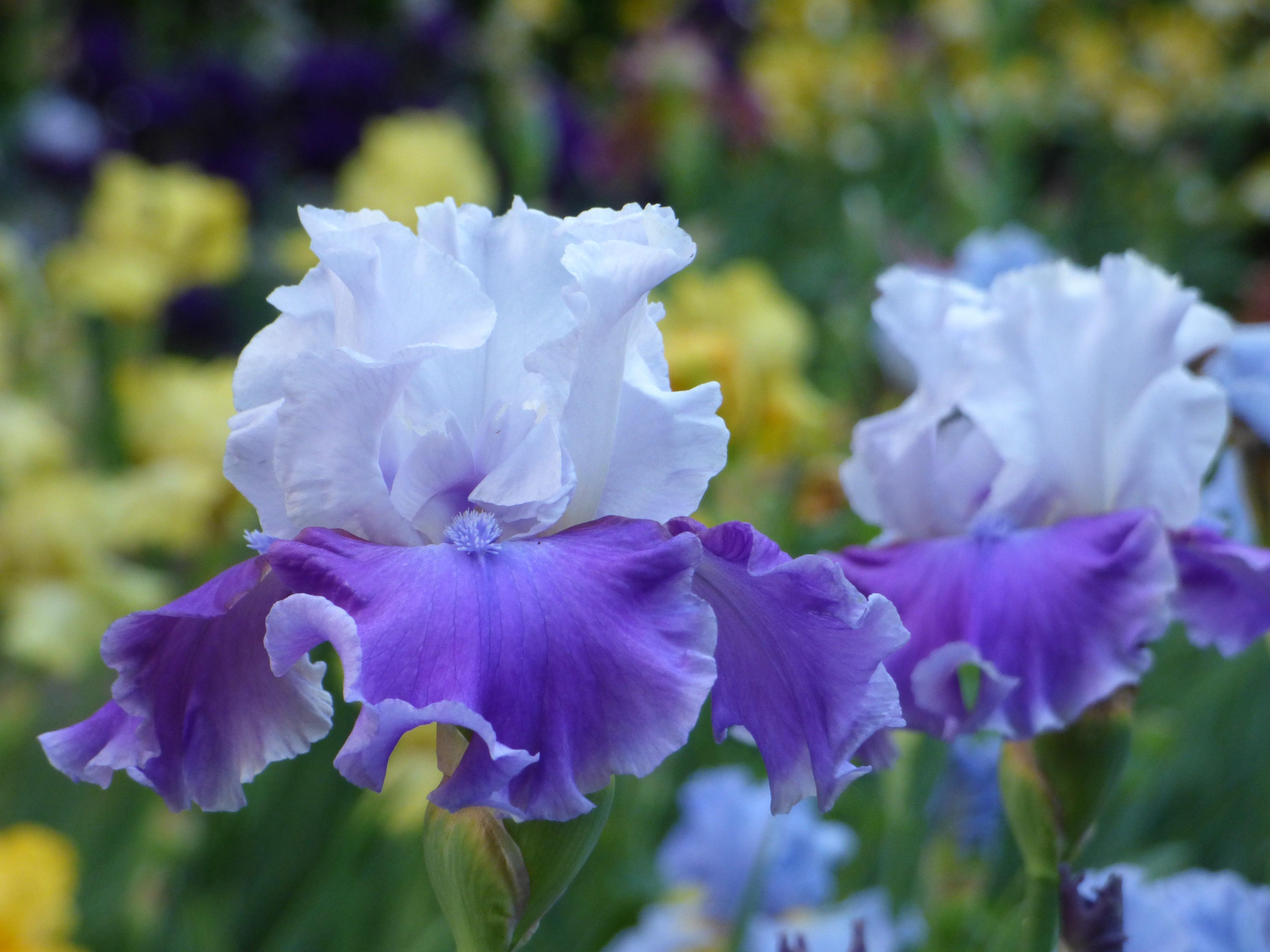 Tall Bearded Iris - Schreiner's Gardens