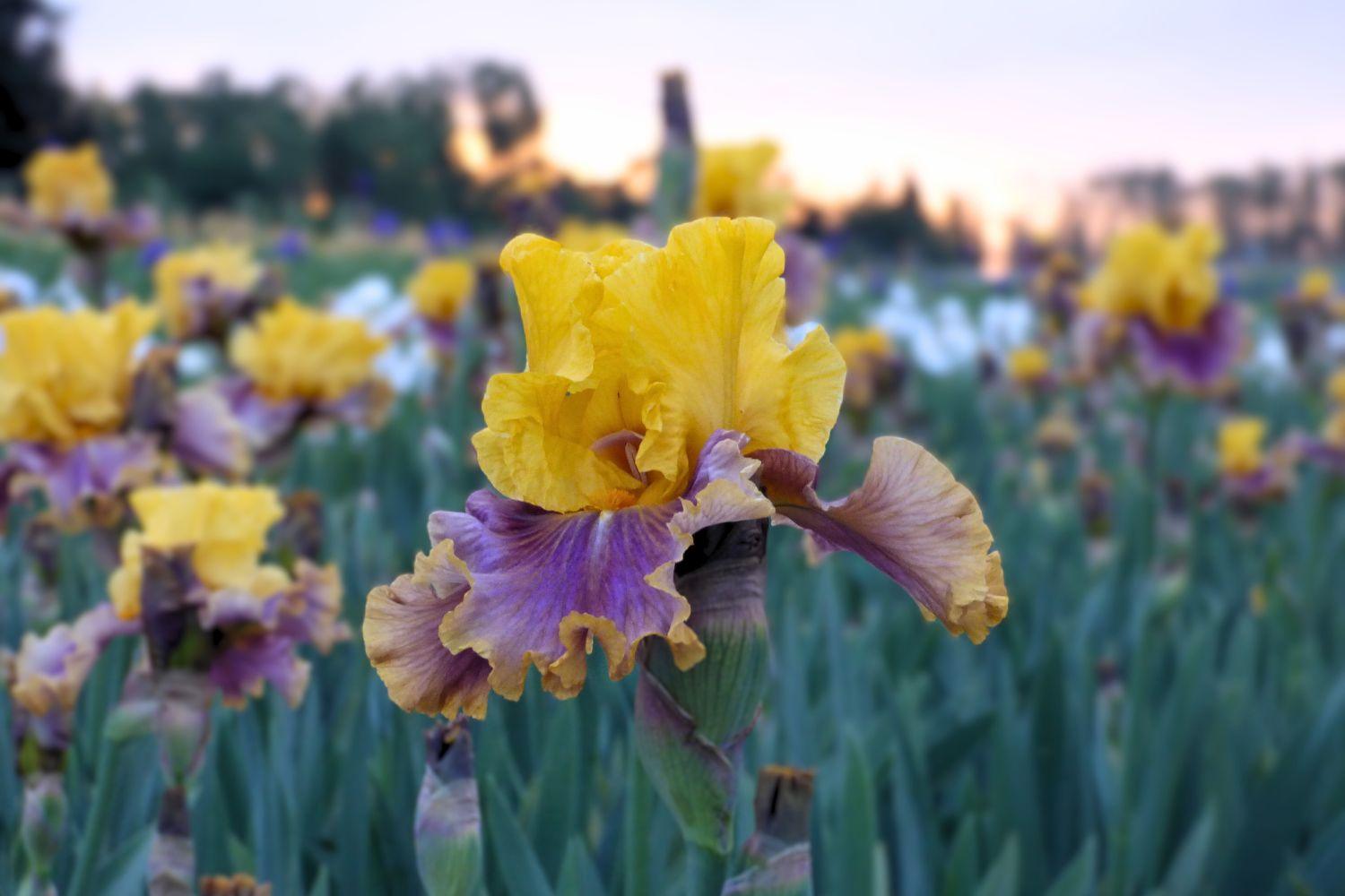 Schreiner's Gardens Shop By Bloom Season Featuring In Living Color