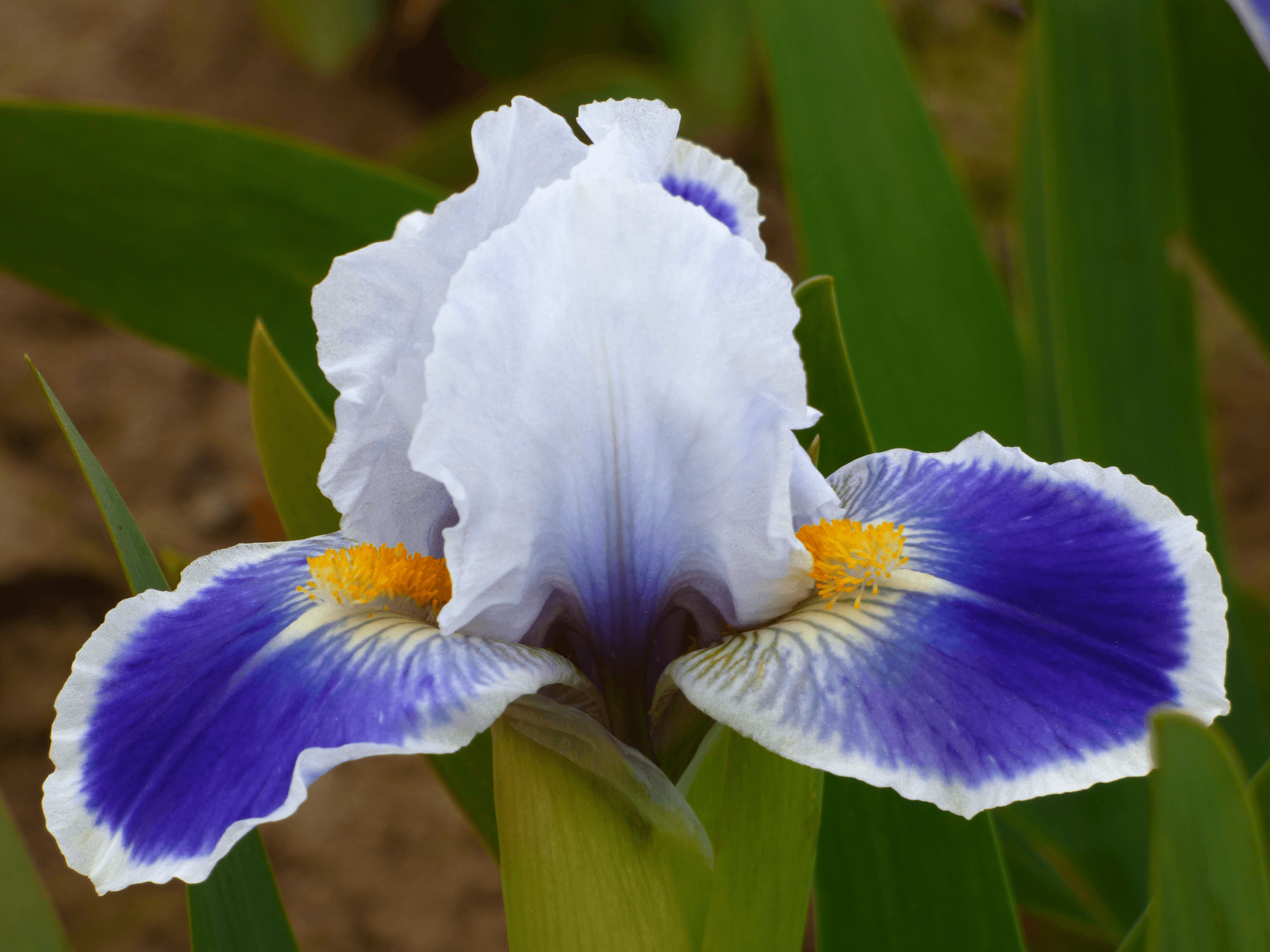 Dwarf Bearded Iris - Schreiner's Gardens