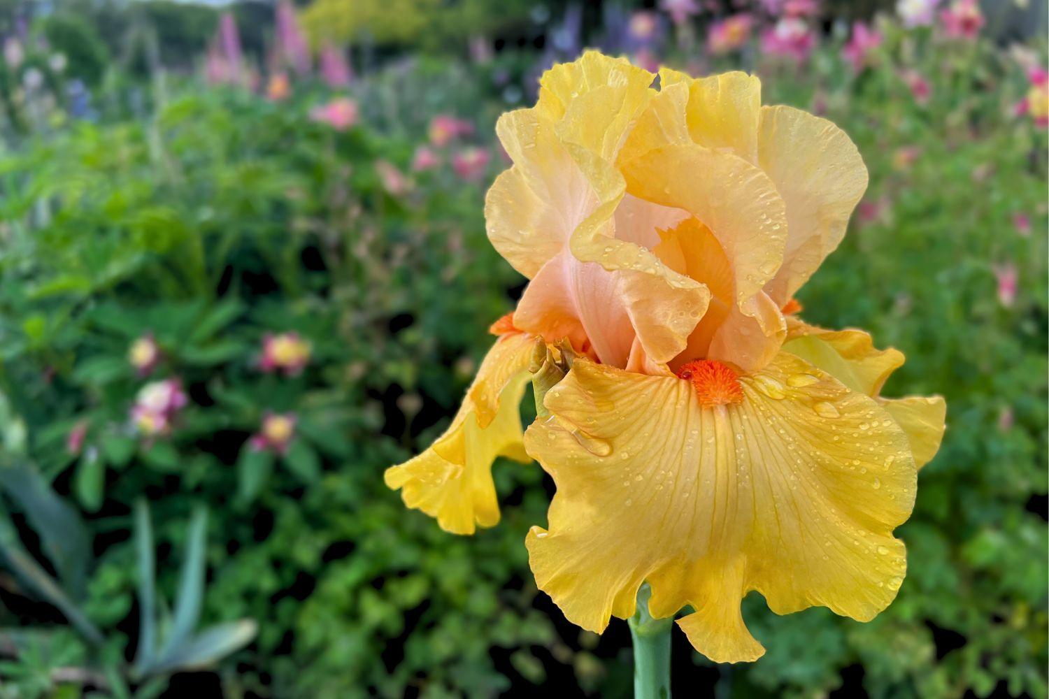 Schreiner's Gardens Shop By Bloom Season Early Featuring Early To Rise