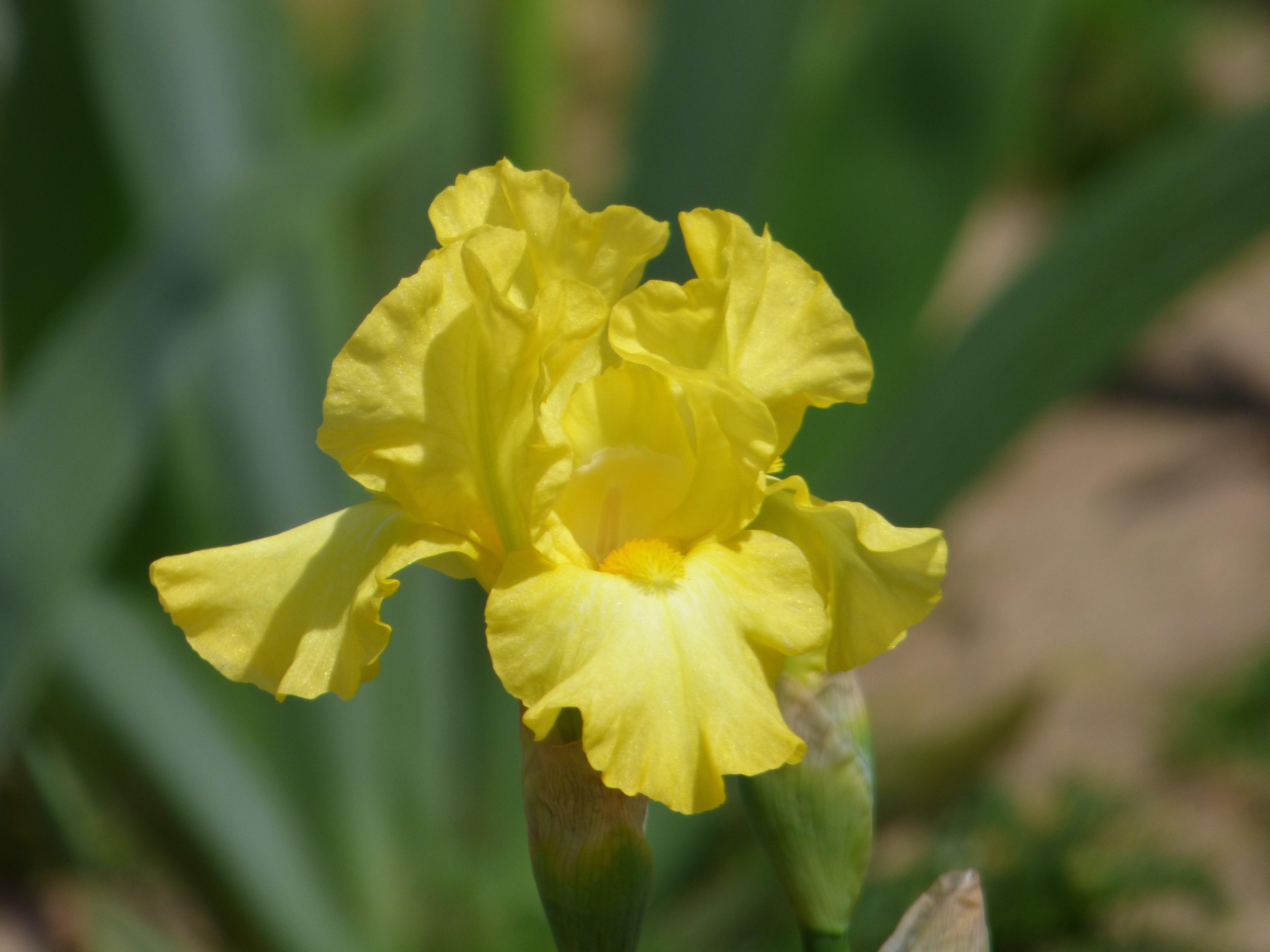 Intermediate Bearded Iris - Schreiner's Gardens