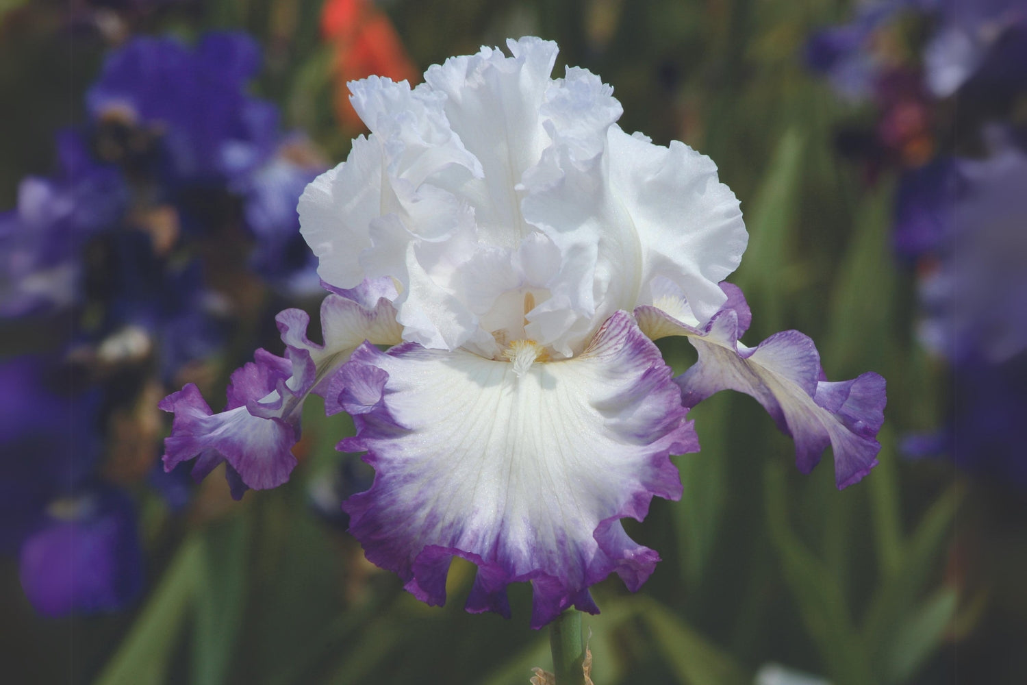 Schreiner's Gardens Earn Free Iris Featuring Stairway To Heaven