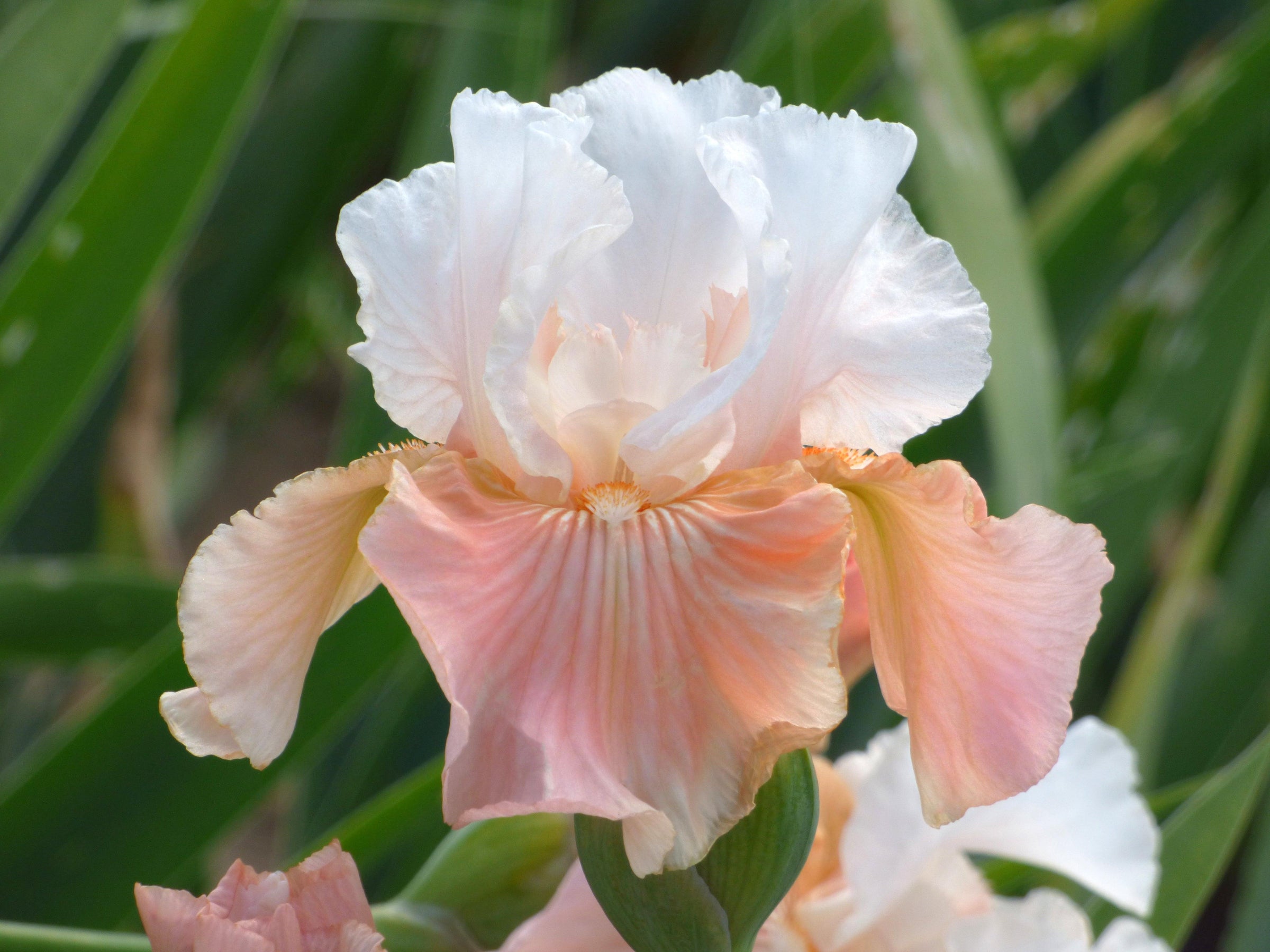 Fragrant Iris - Schreiner's Gardens