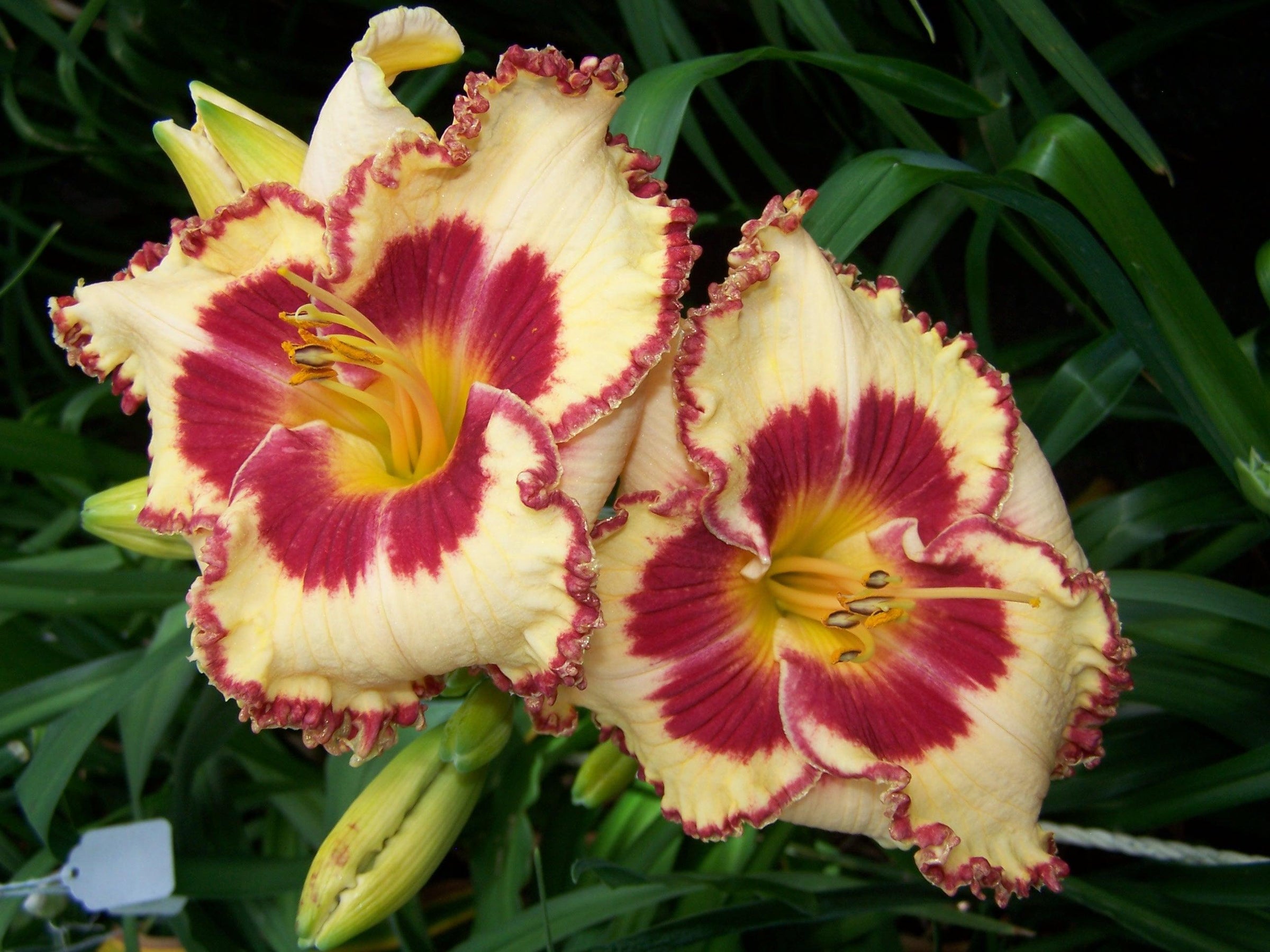 Shop Daylilies By Dormant Varieties - Schreiner's Gardens