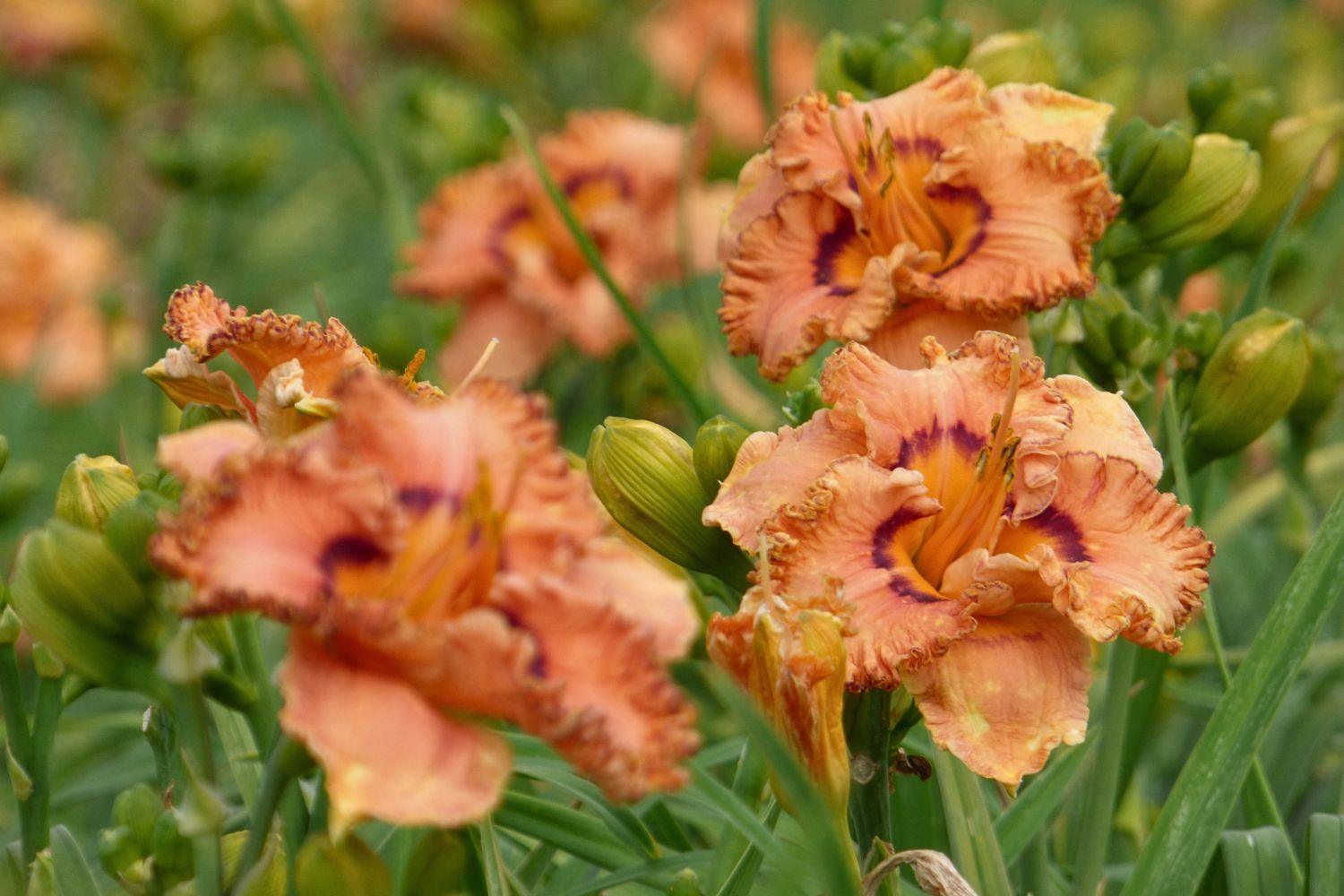 Schreiner's Gardens Shop Daylilies By Evergreen and Semi-Evergreen Varieties