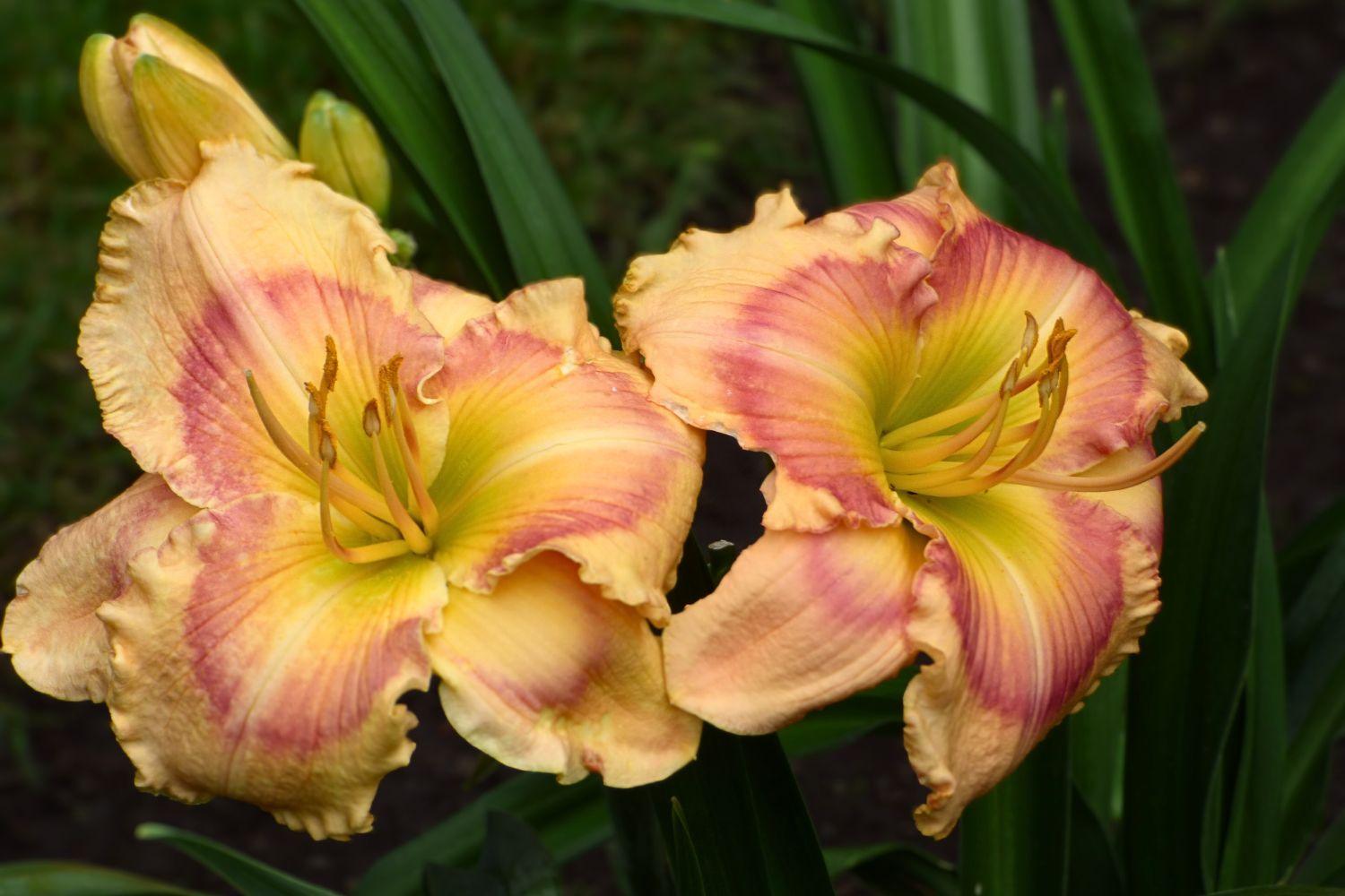 Schreiner's Gardens Shop Reblooming Daylilies Featuring Consequential