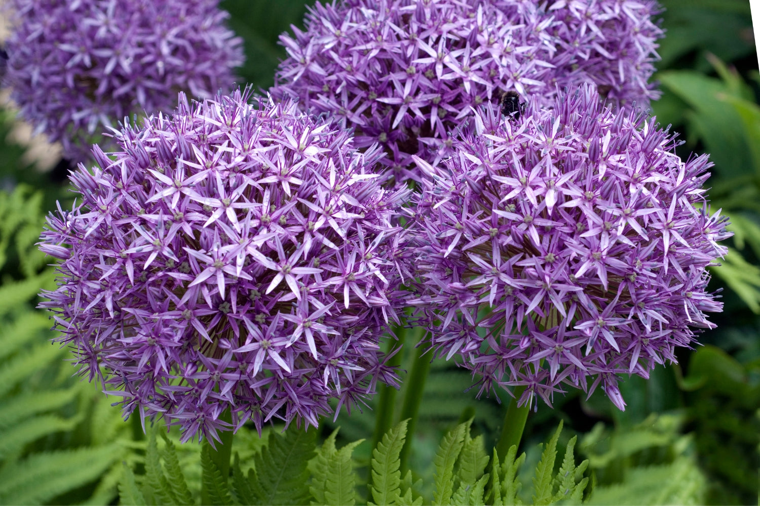 Allium Collections - Schreiner's Gardens