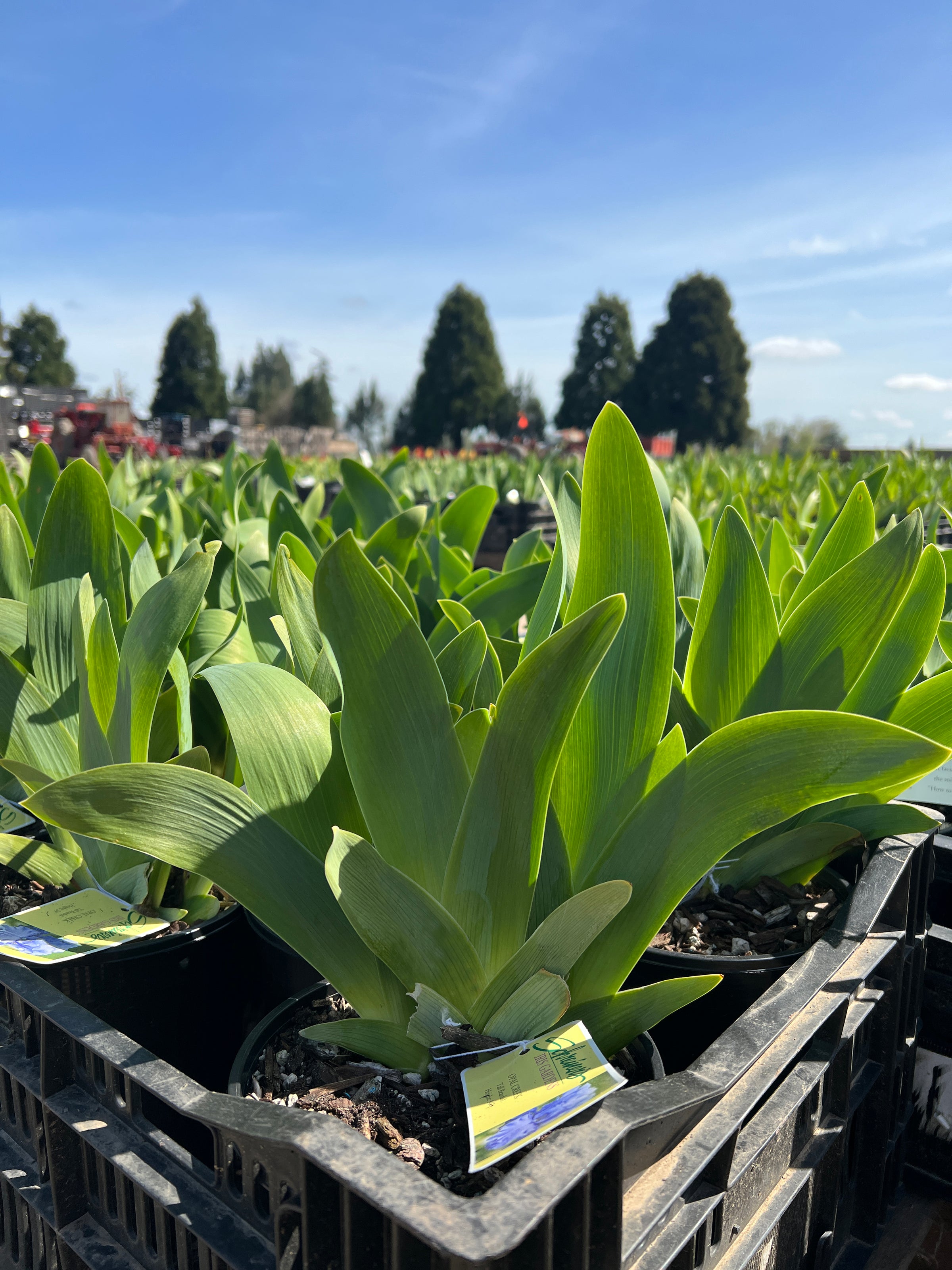 Potted Iris for Spring Shipping