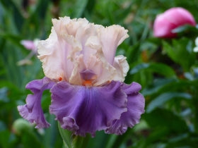 Absolute Crush | Tall Bearded Iris – Schreiner's Gardens