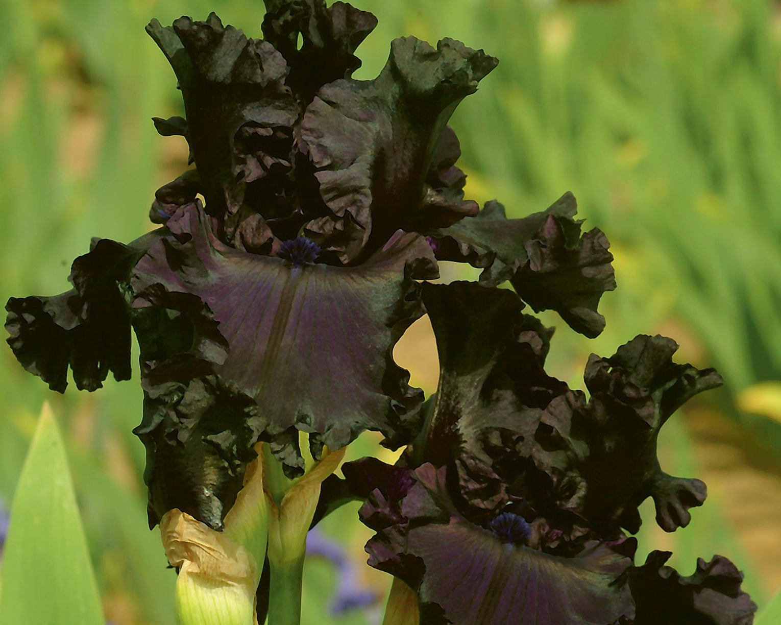 All Night Long | Tall Bearded Iris – Schreiner's Gardens