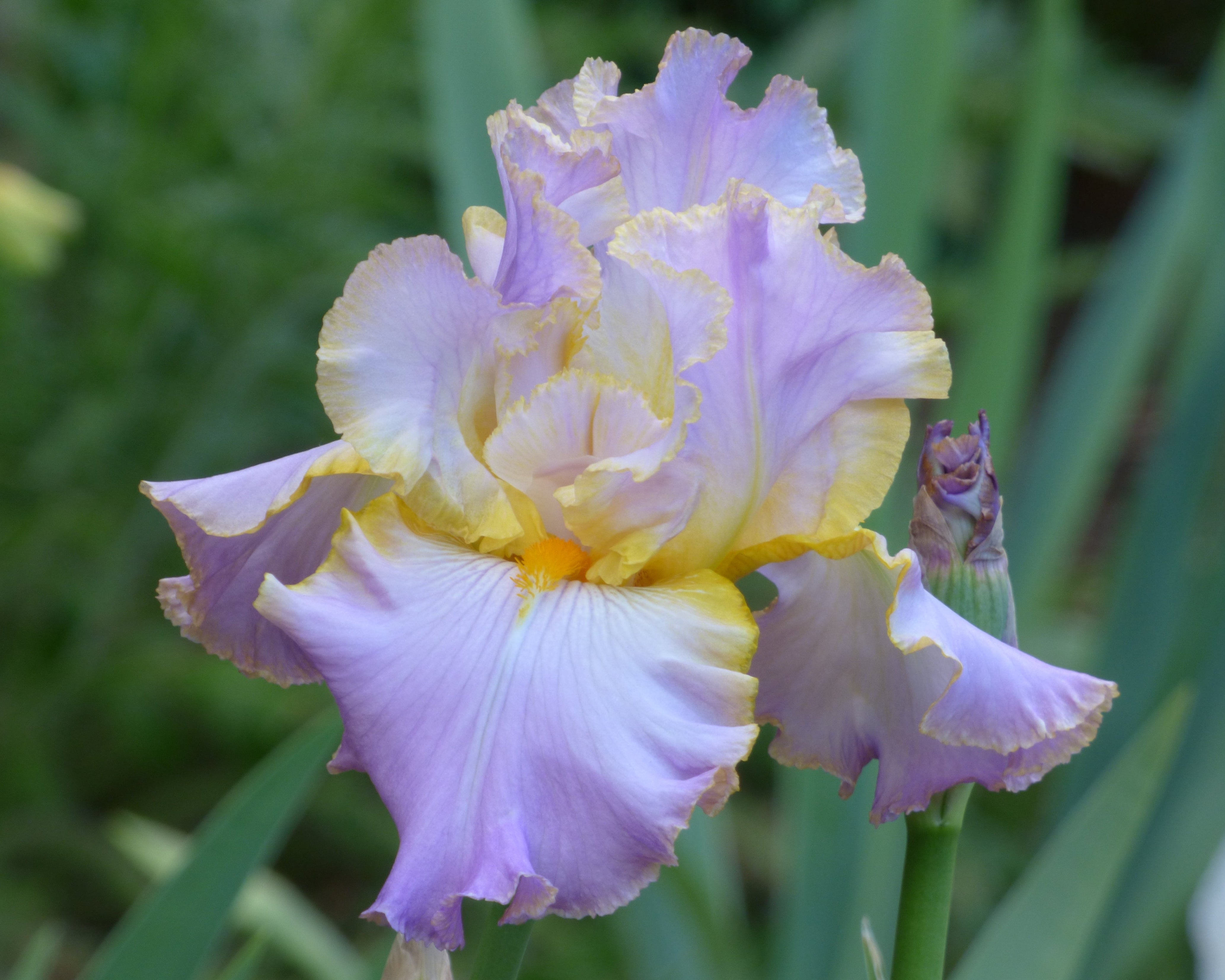 All About Spring | Tall Bearded Iris – Schreiner's Gardens