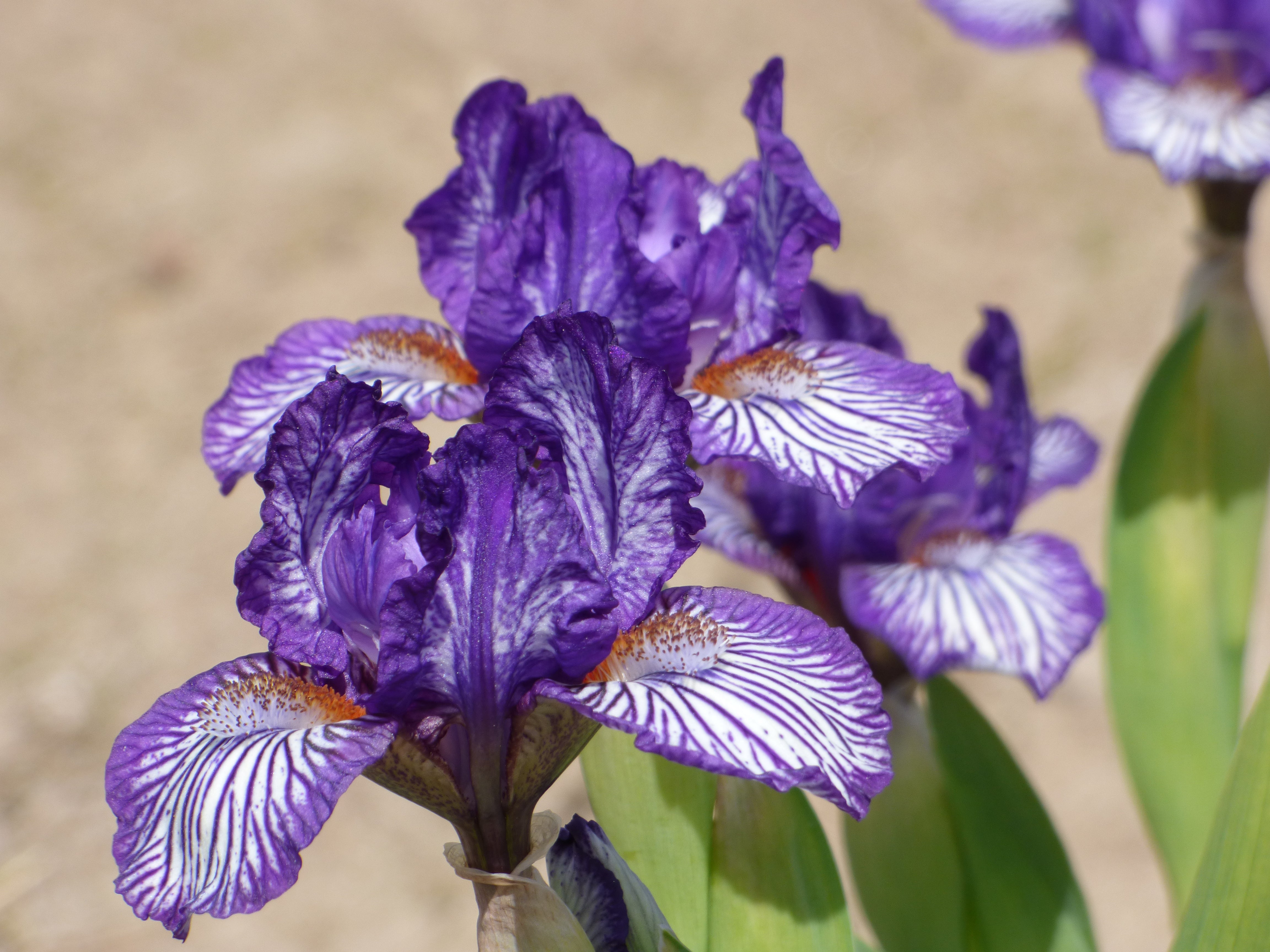 Along The Lines | Dwarf Bearded Iris – Schreiner's Gardens