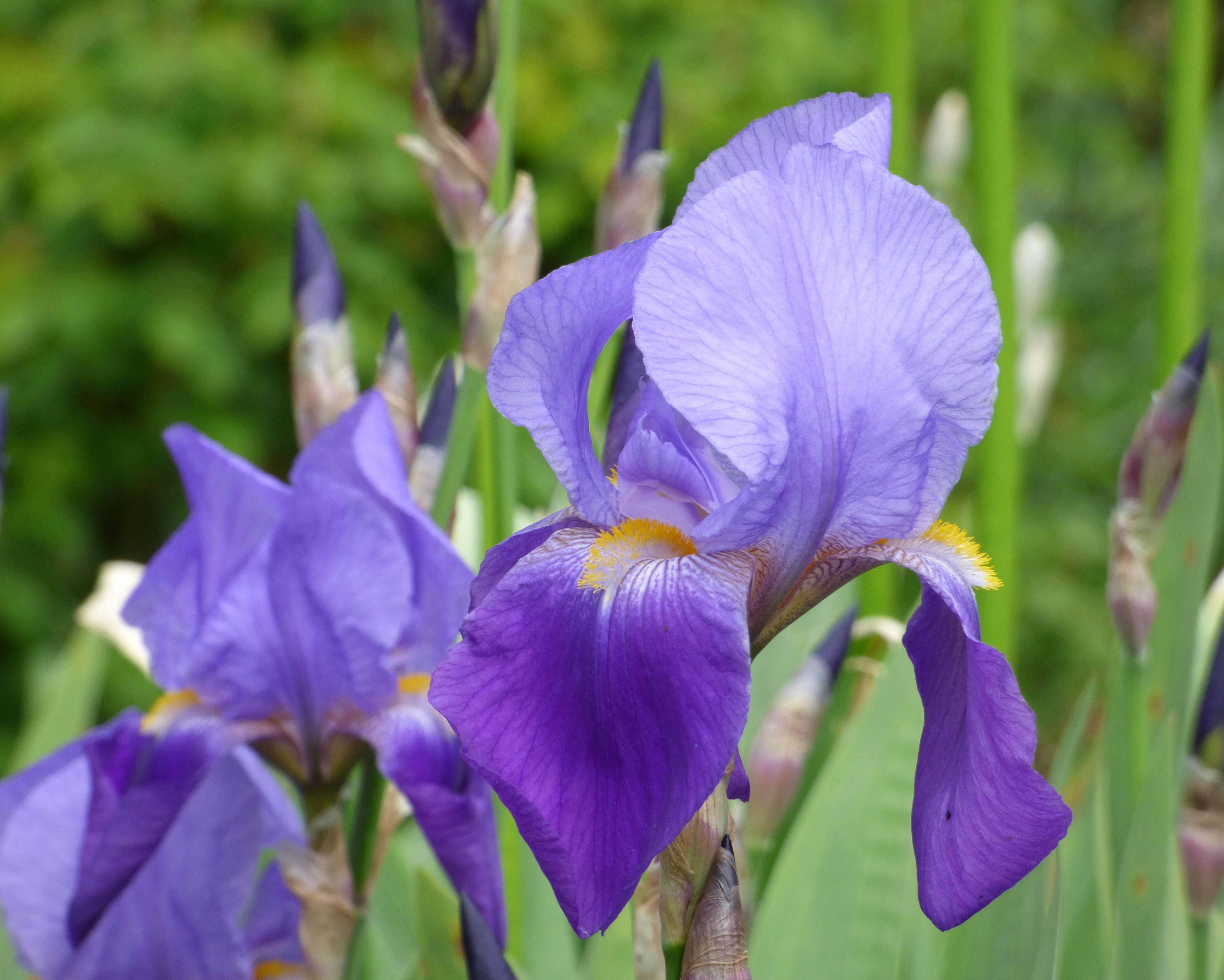 Amas | Tall Bearded Iris – Schreiner's Gardens