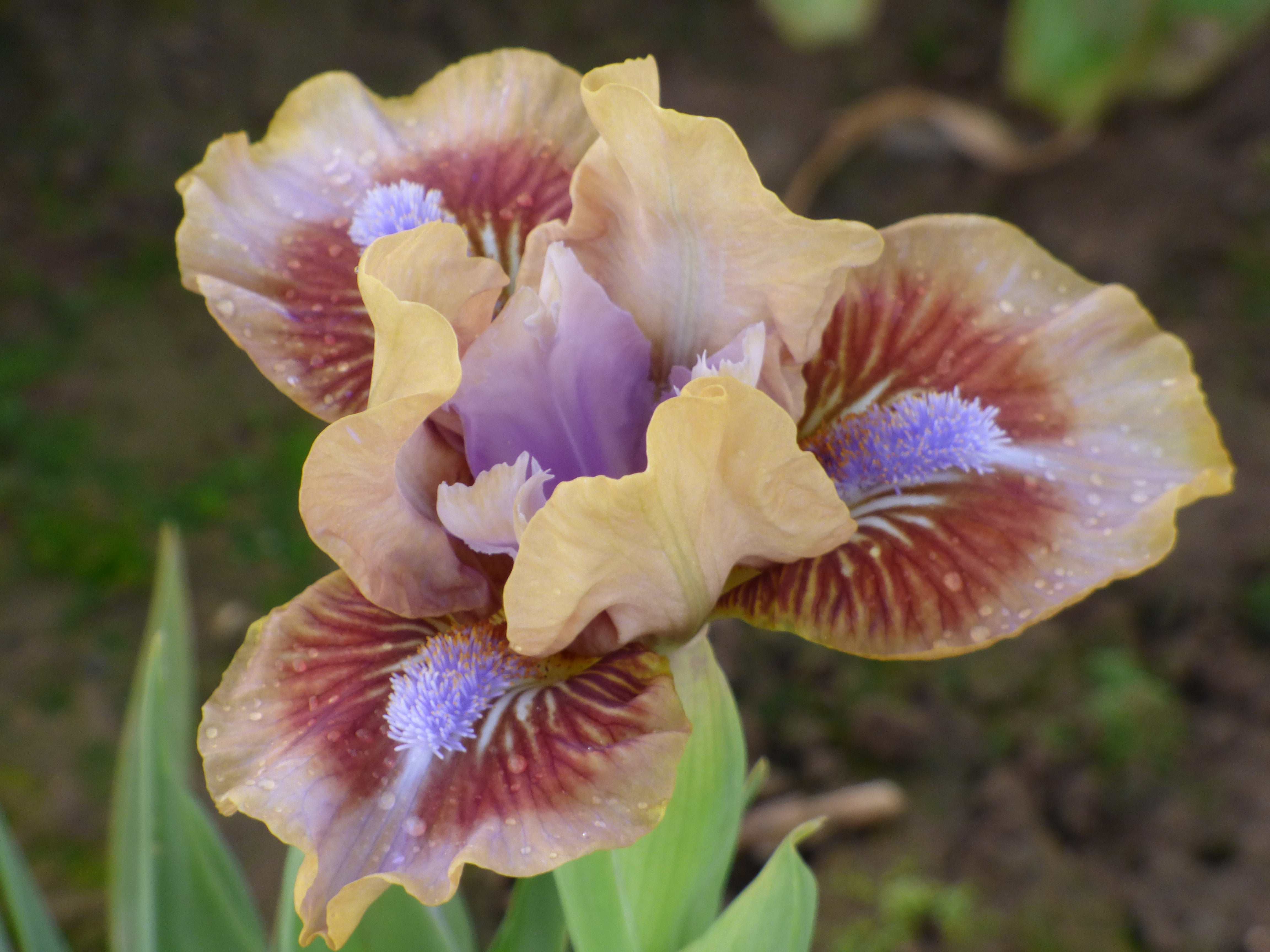 Antsy | Dwarf Bearded Iris – Schreiner's Gardens