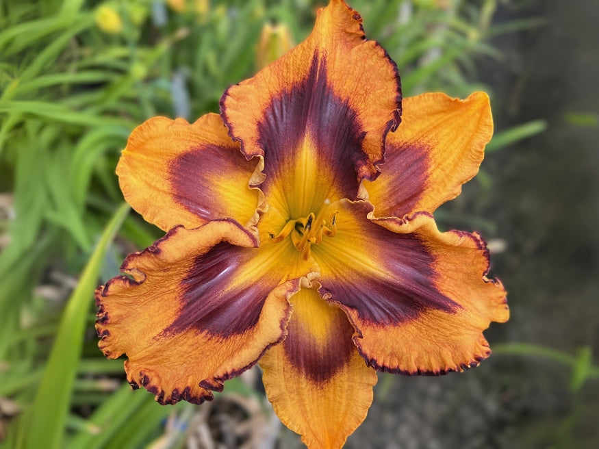 Attention Seeker – Schreiner's Gardens