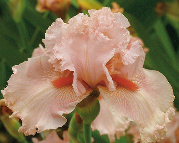Augustine | Tall Bearded Iris – Schreiner's Gardens
