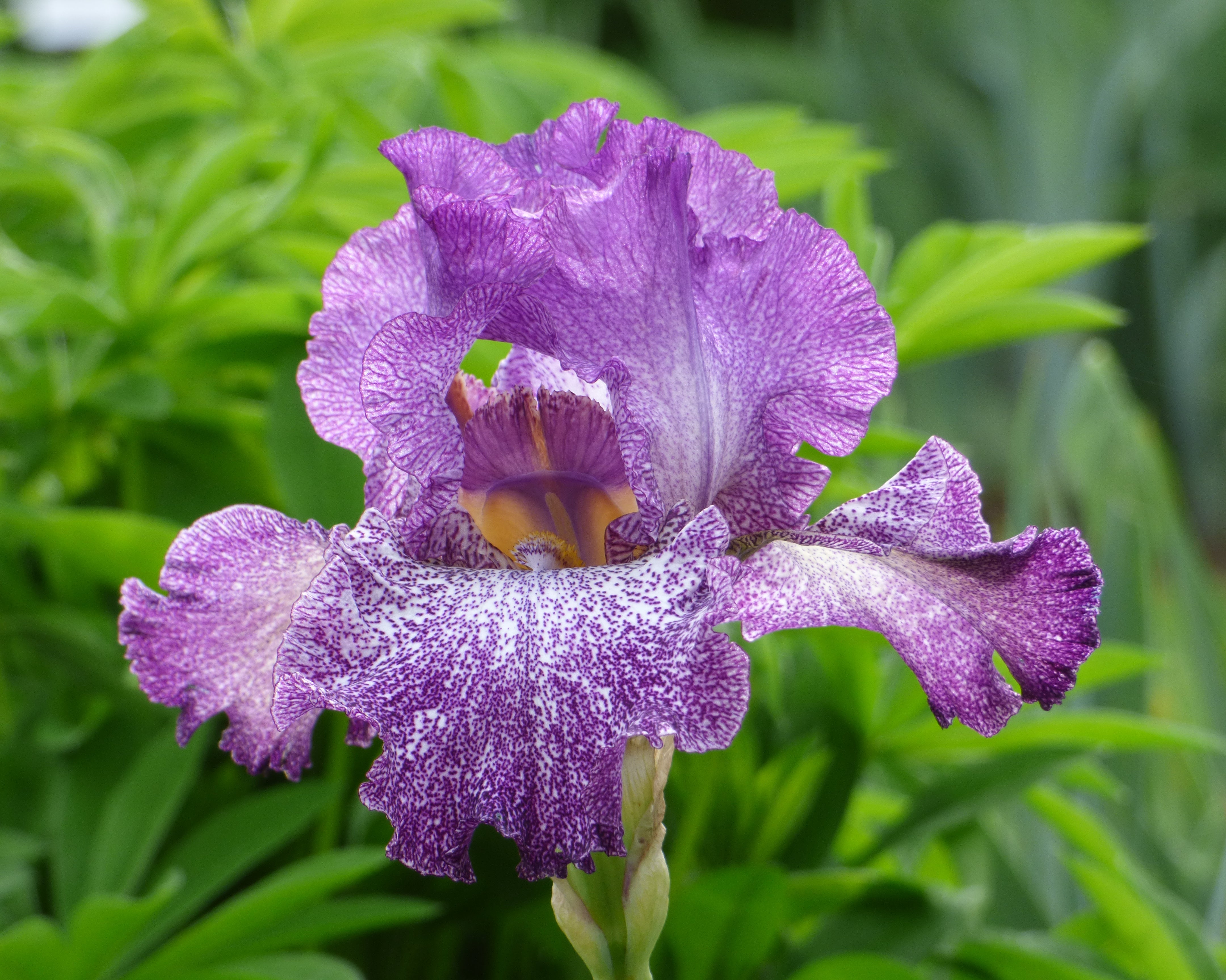 Autumn Explosion | Tall Bearded Iris – Schreiner's Gardens