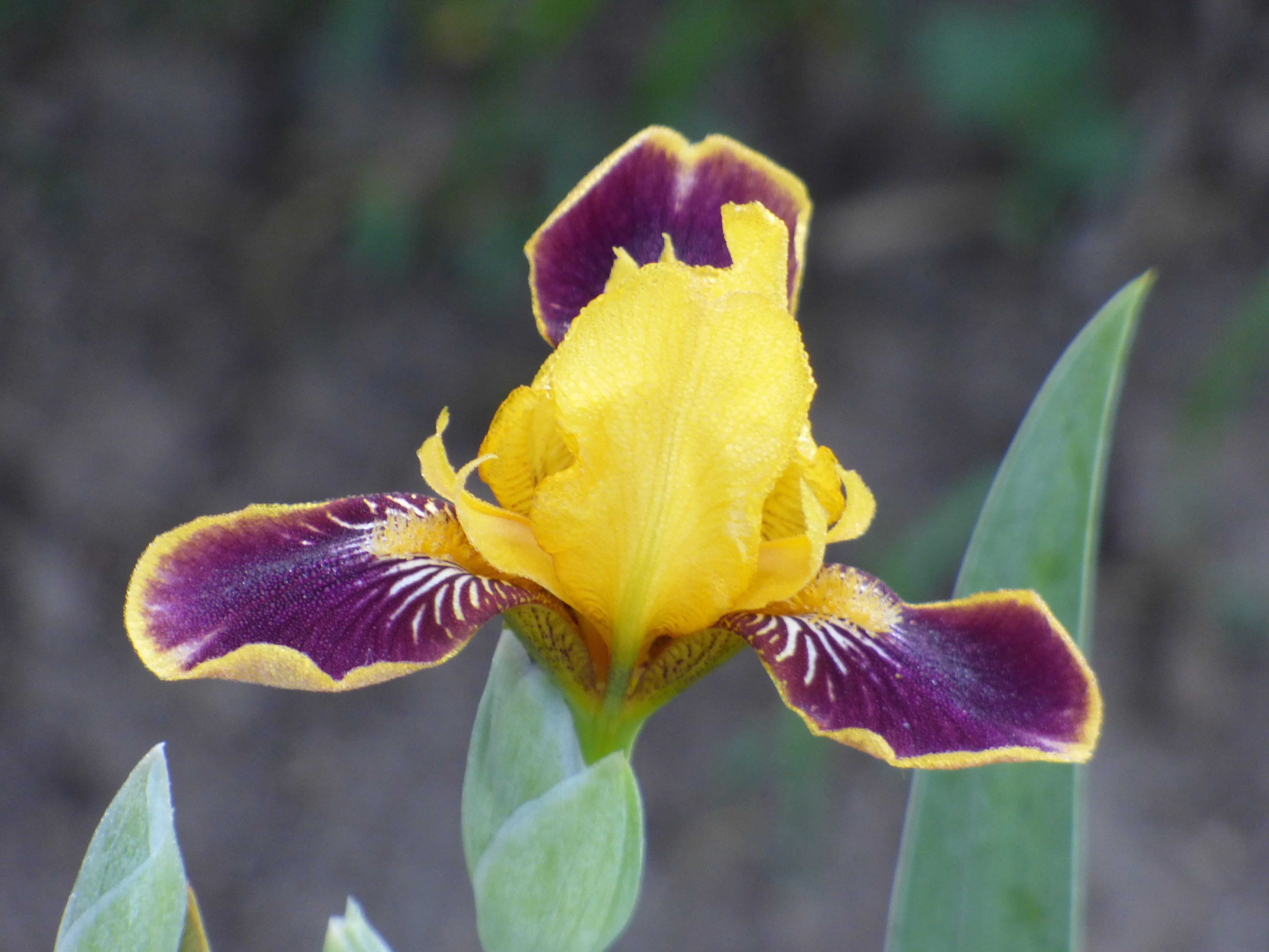 Bumblebee Deelite | Border & Table Bearded Iris – Schreiner's Gardens
