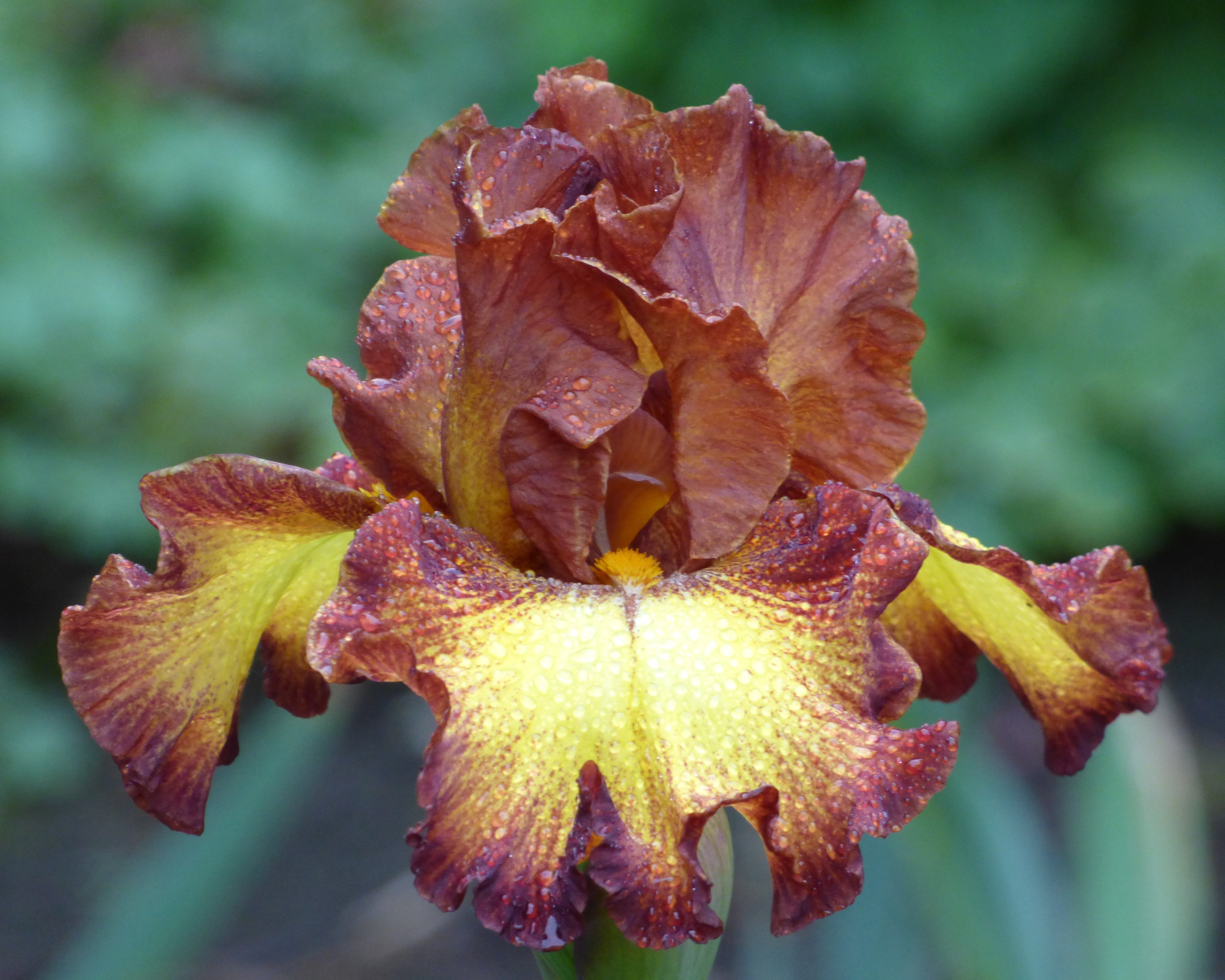 Bee My Honey | Tall Bearded Iris – Schreiner's Gardens