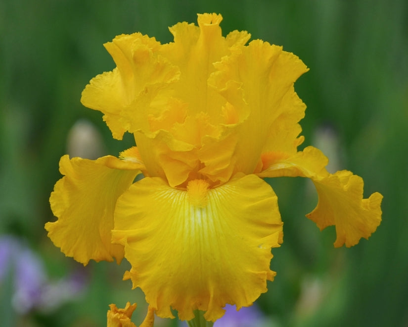 Big As The Moon - Bonus | Tall Bearded Iris – Schreiner's Gardens
