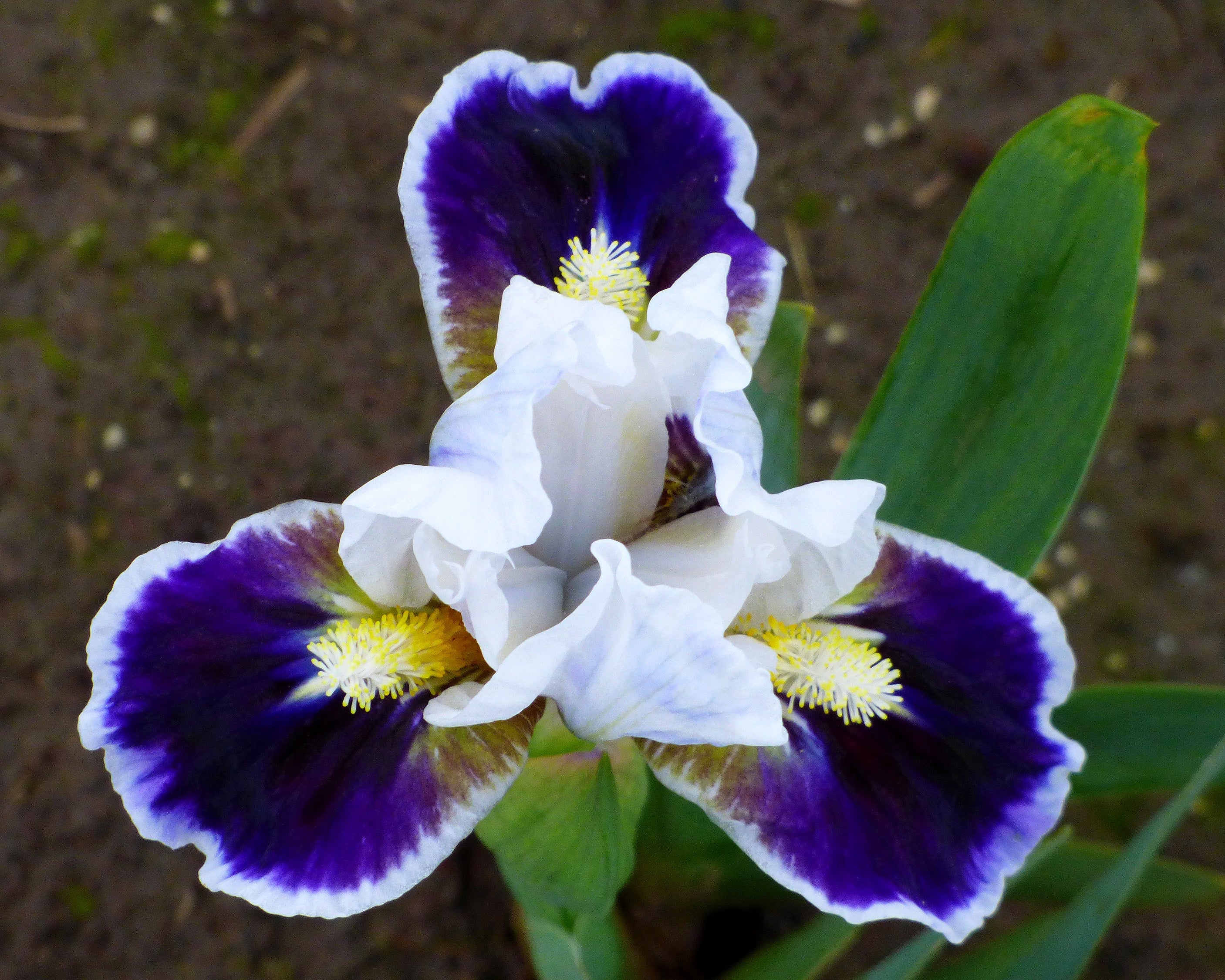 Bitty Beauty | Dwarf Bearded Iris – Schreiner's Gardens