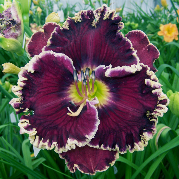 Black Dazzler | Maryott Daylilies – Schreiner's Gardens