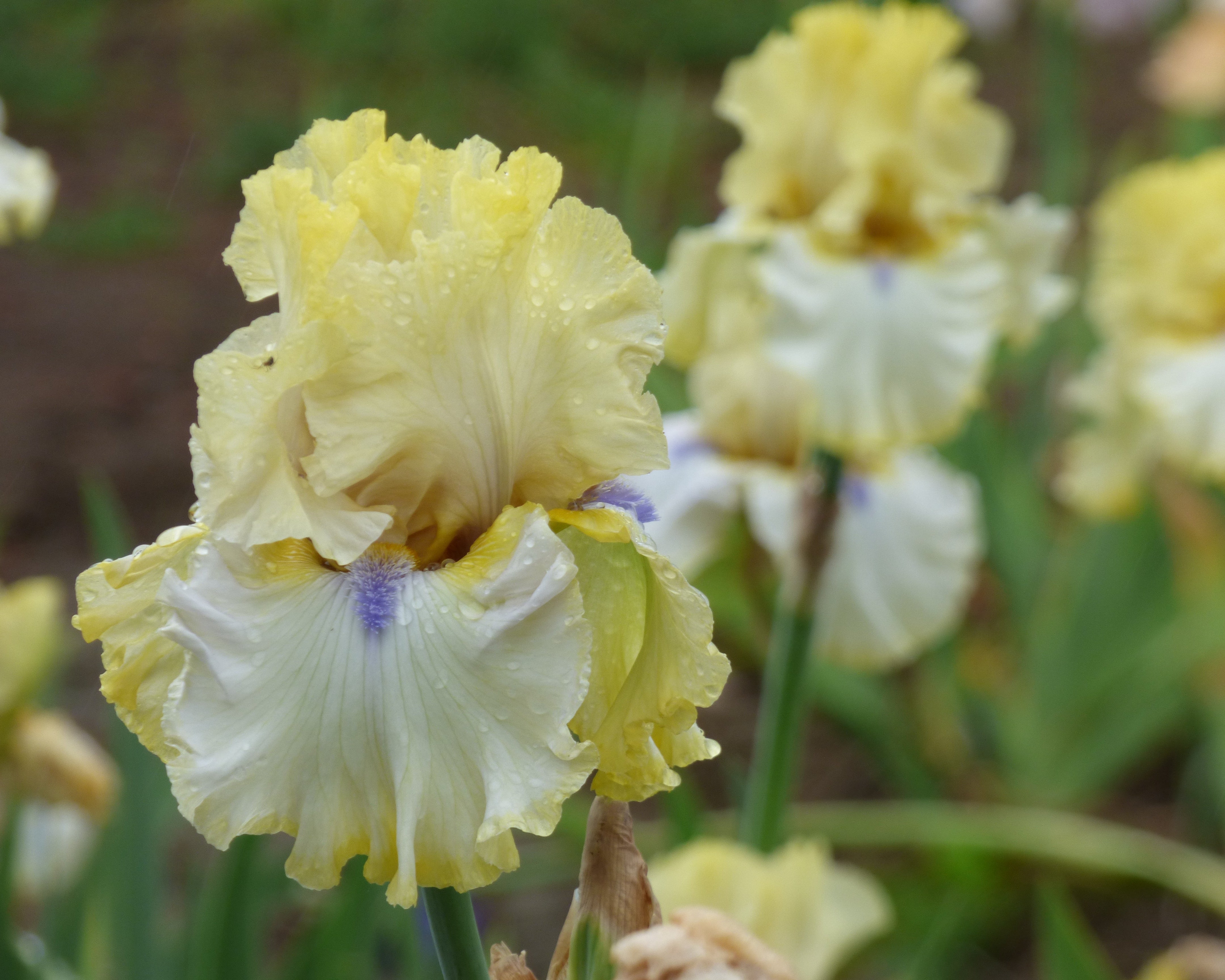 Blind Ambition | Tall Bearded Iris – Schreiner's Gardens