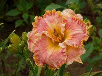 Blossom Hill – Schreiner's Gardens