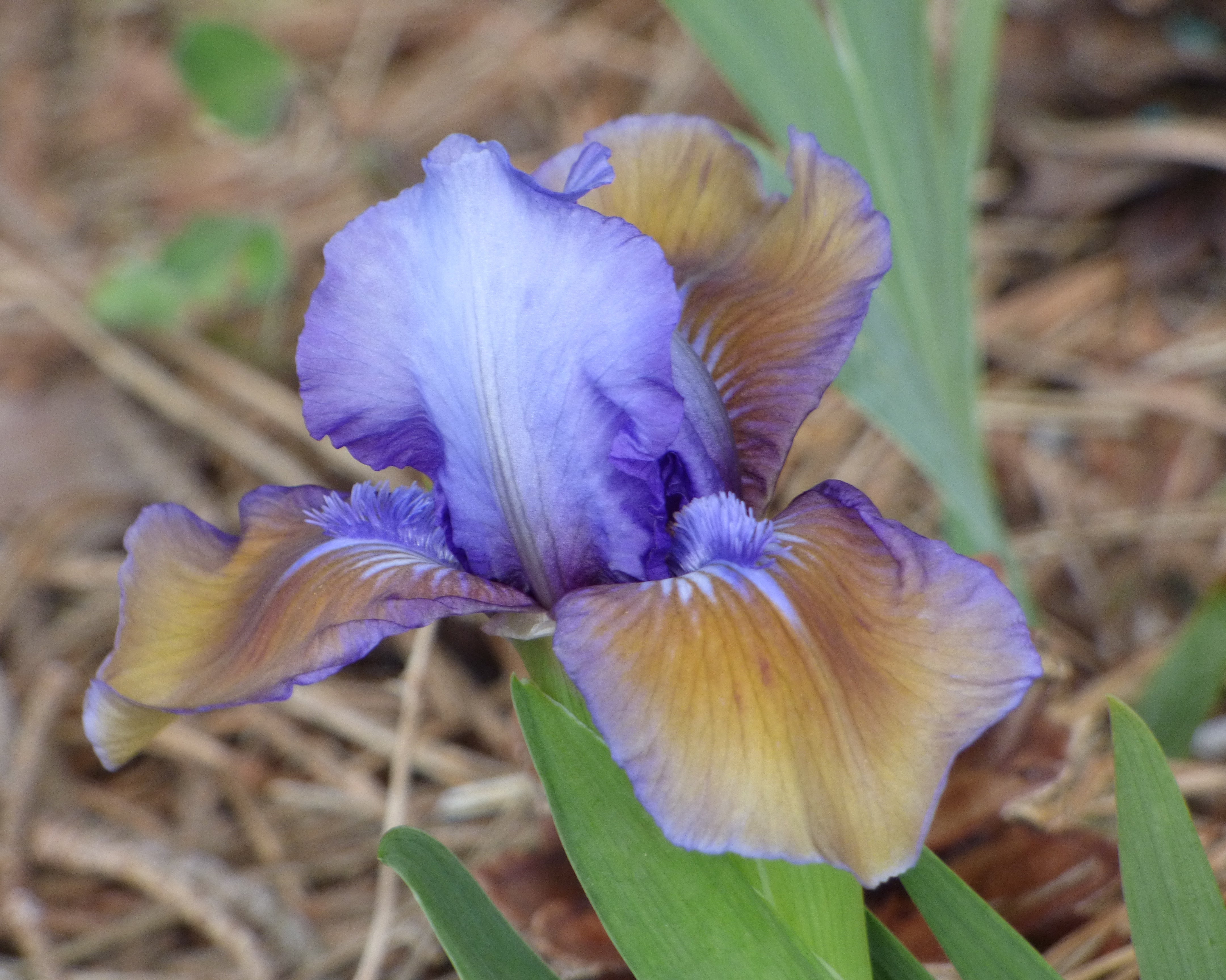 Blueberry Tart | Dwarf Bearded Iris – Schreiner's Gardens