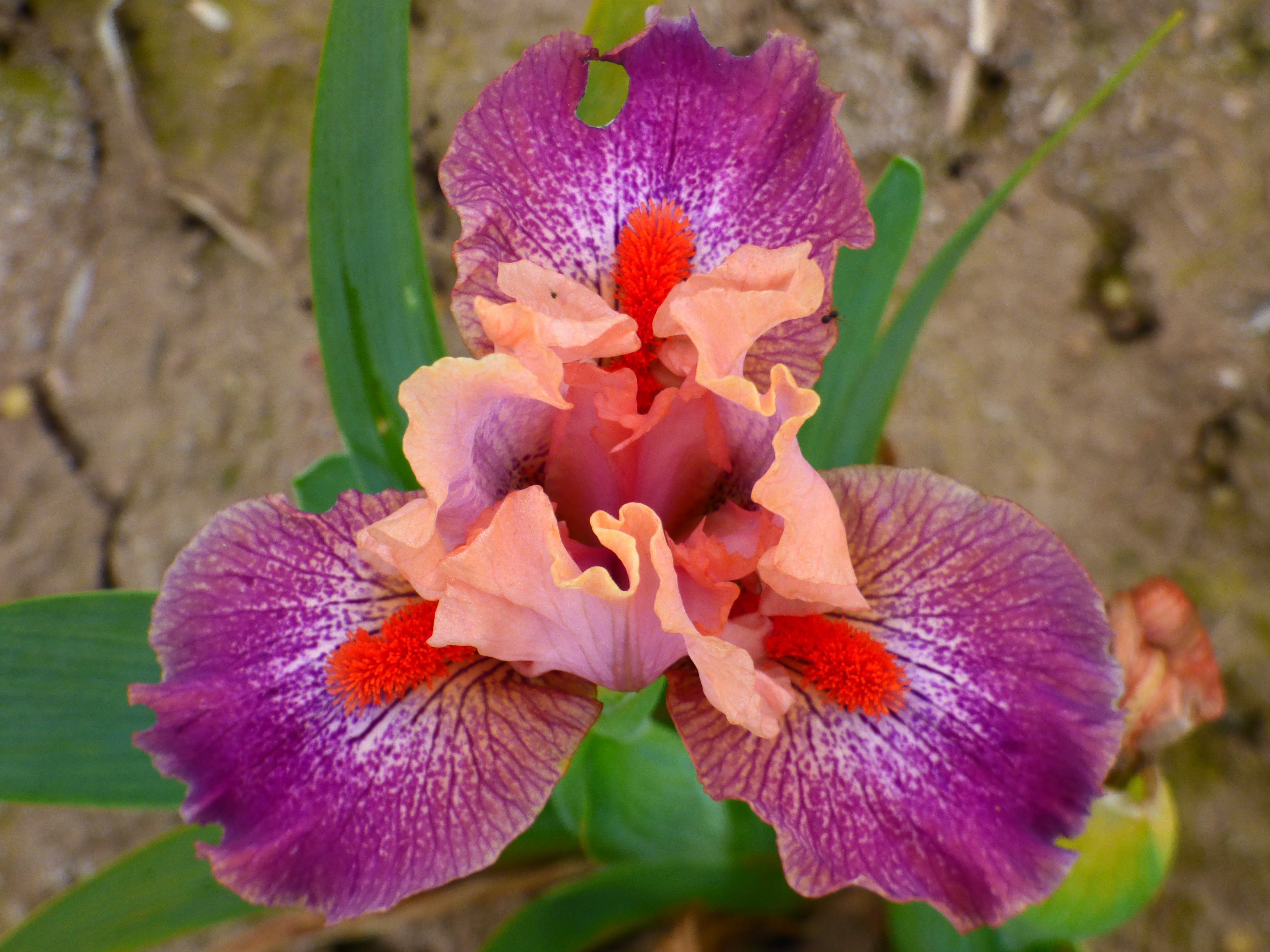 Brash And Sassy | Dwarf Bearded Iris – Schreiner's Gardens