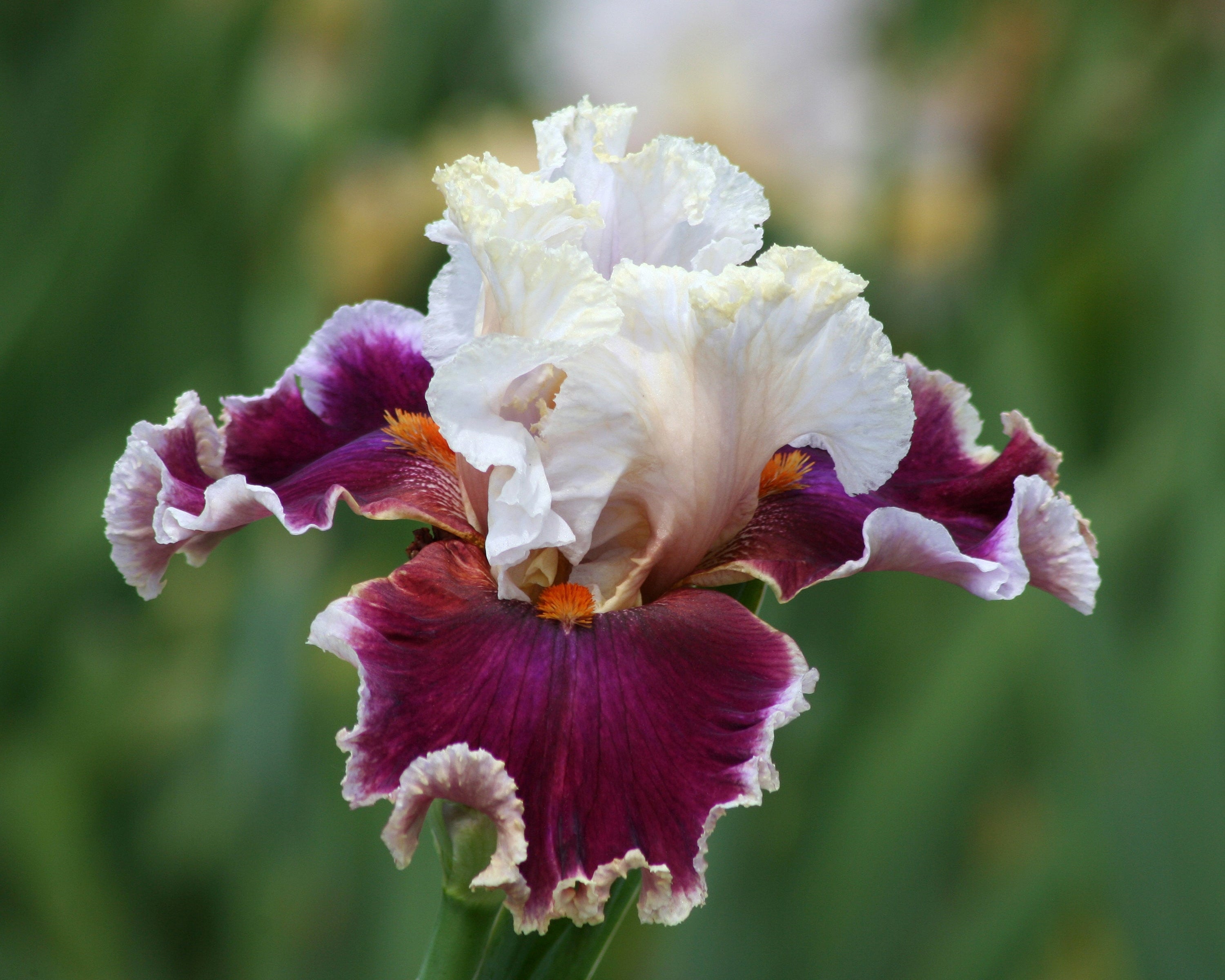Breezin' | Tall Bearded Iris – Schreiner's Gardens