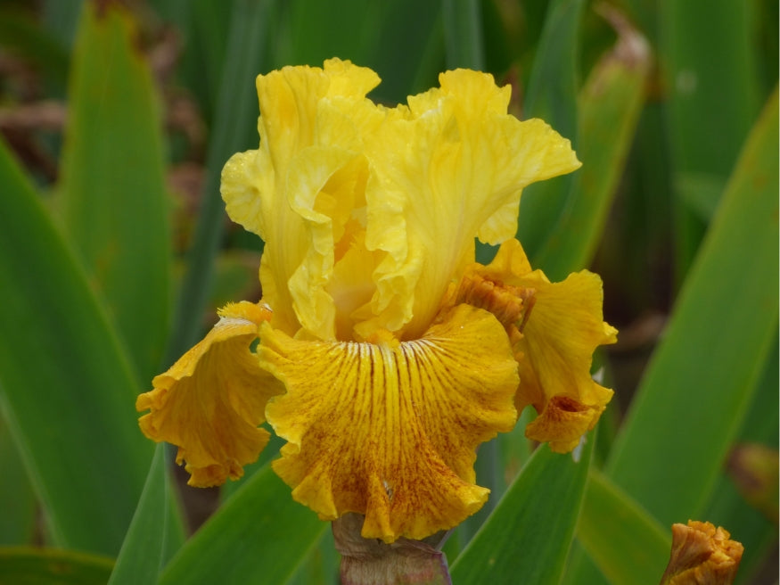 【SJ18762】SEED / Shiny Day Bright Sunshiny Day – Schreiner's Gardens