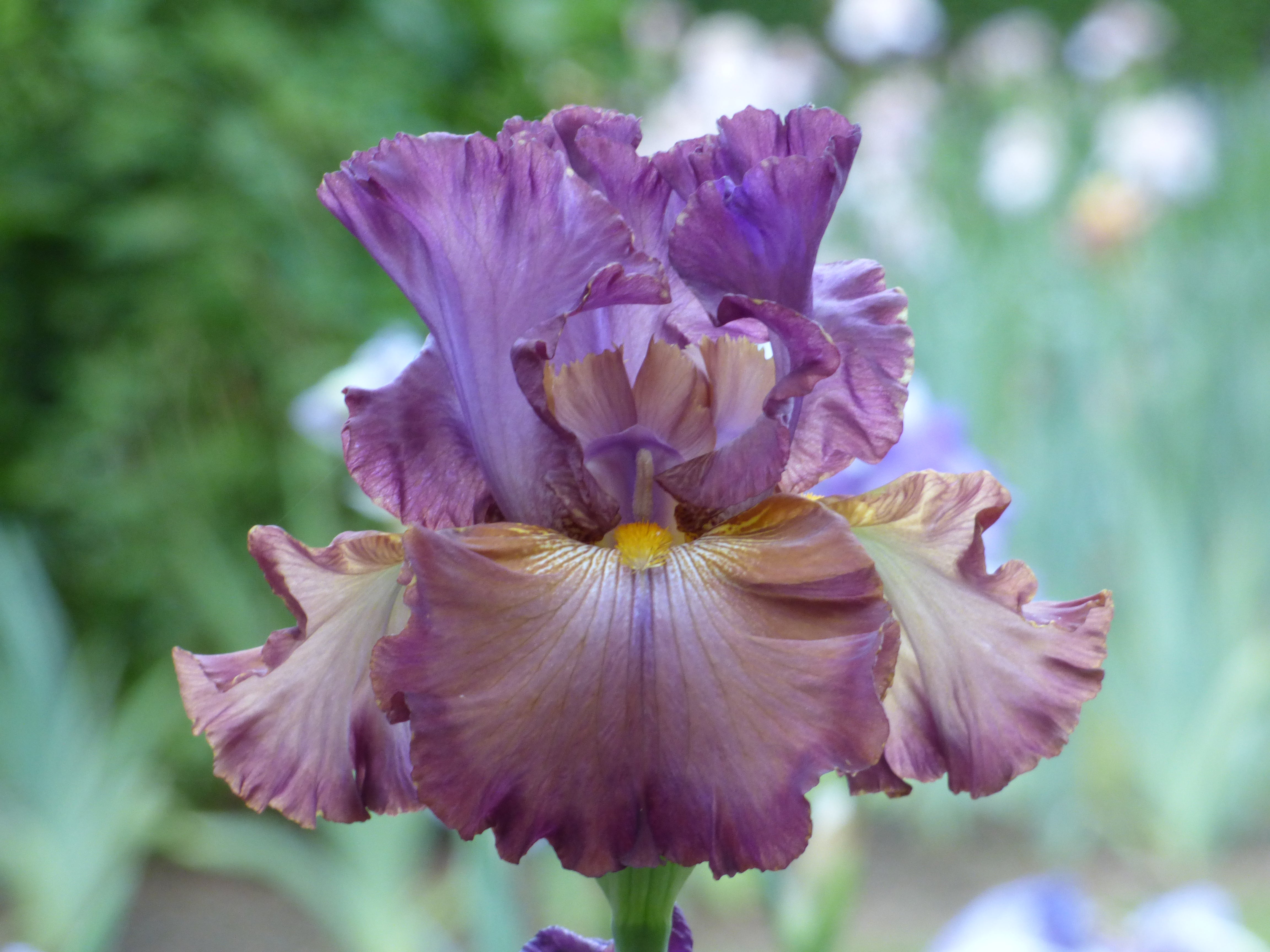 CINQUE_TERRE_2.jpg?v=1754903042