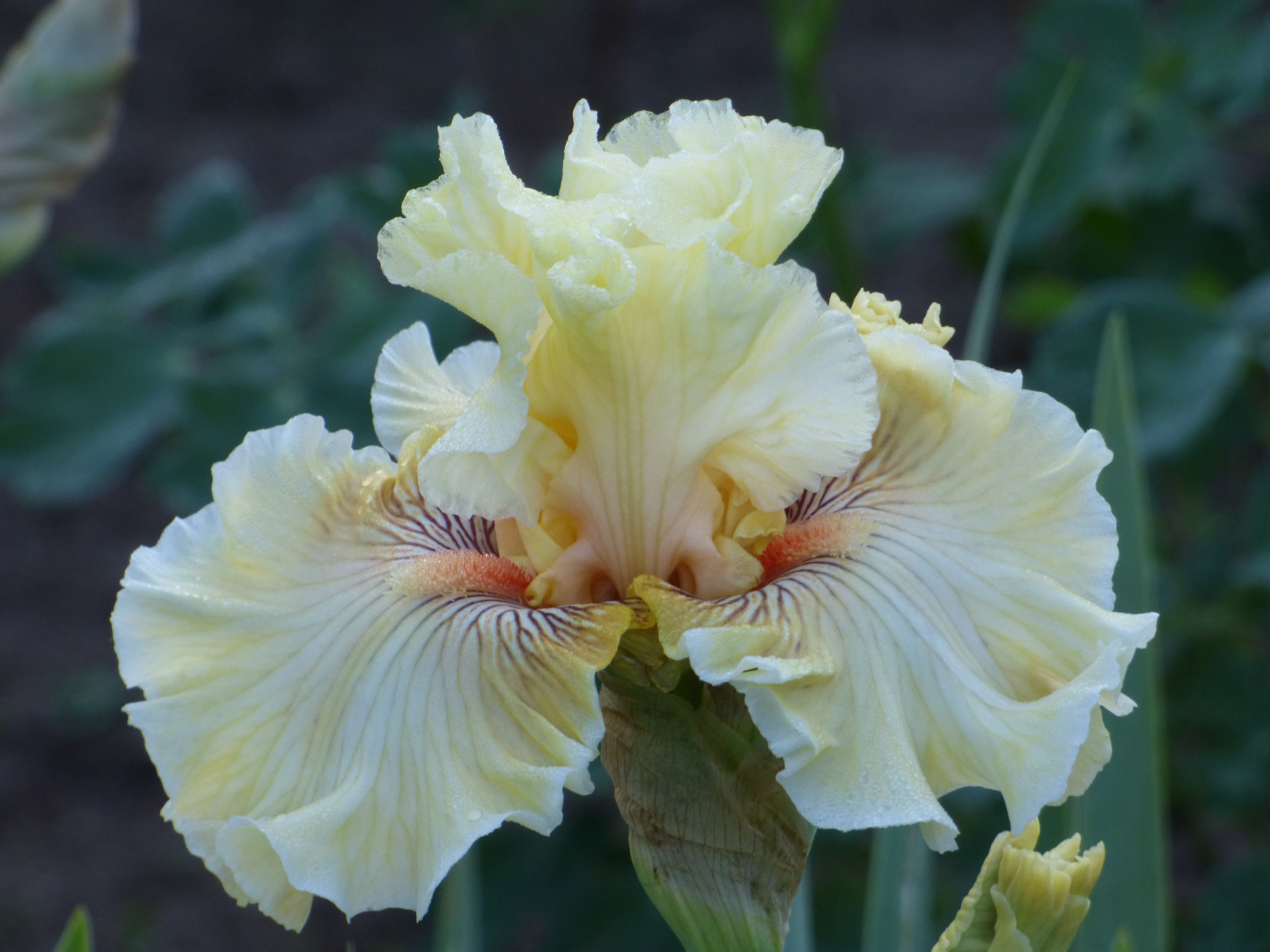 Cotillion Gown | Tall Bearded Iris – Schreiner's Gardens
