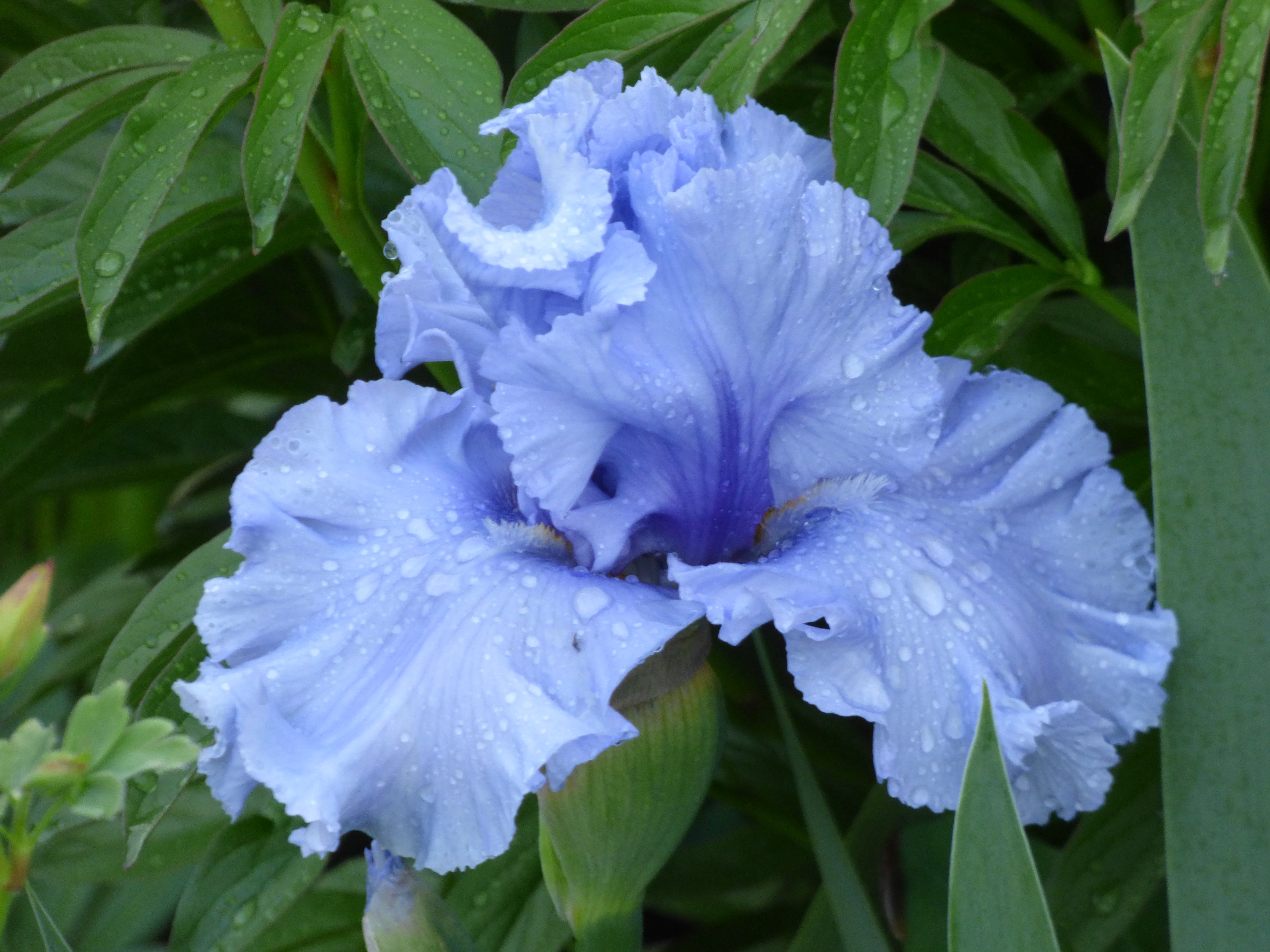 Cafe Bleu | Tall Bearded Iris – Schreiner's Gardens