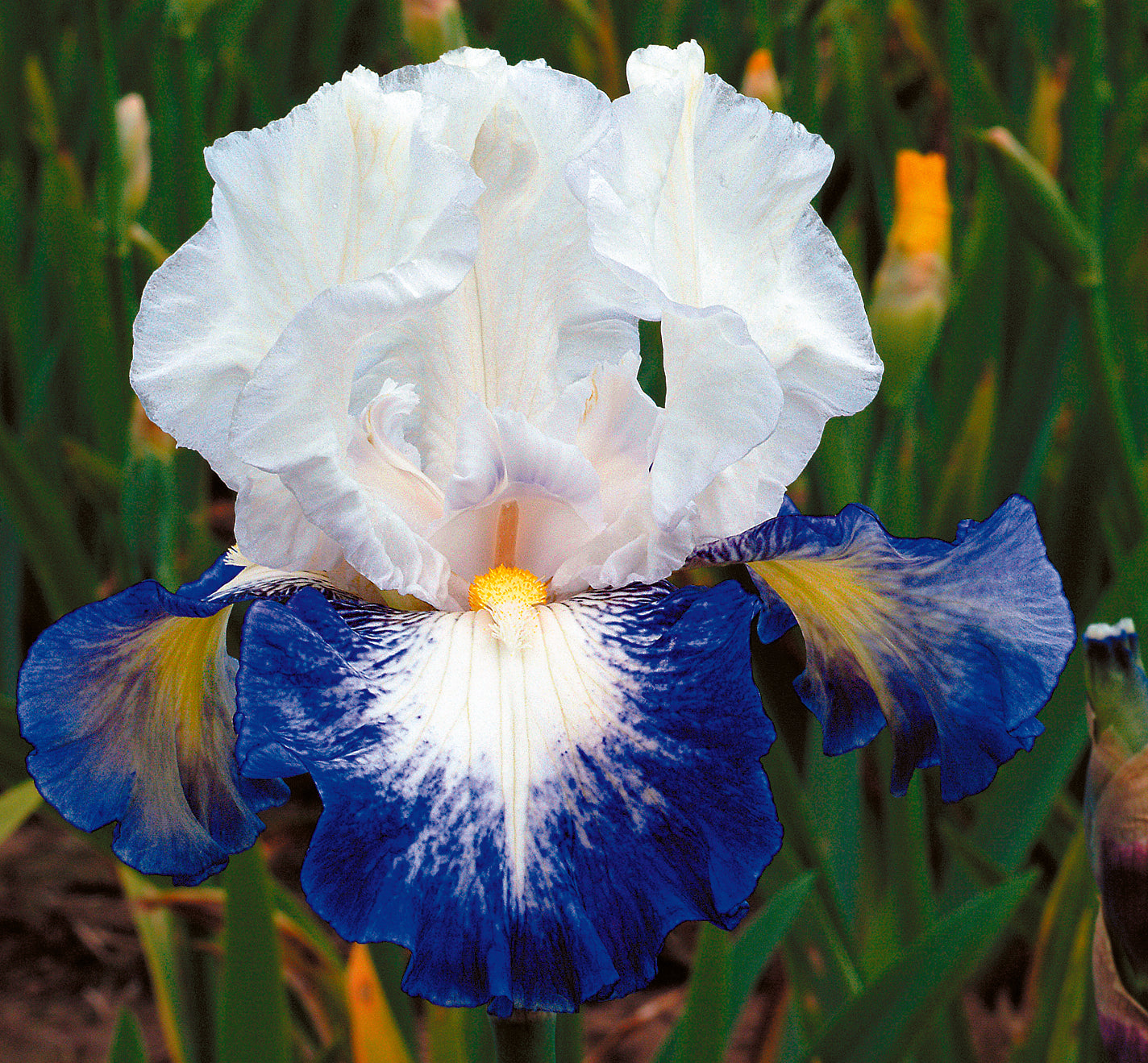 Can't Touch This | Tall Bearded Iris – Schreiner's Gardens