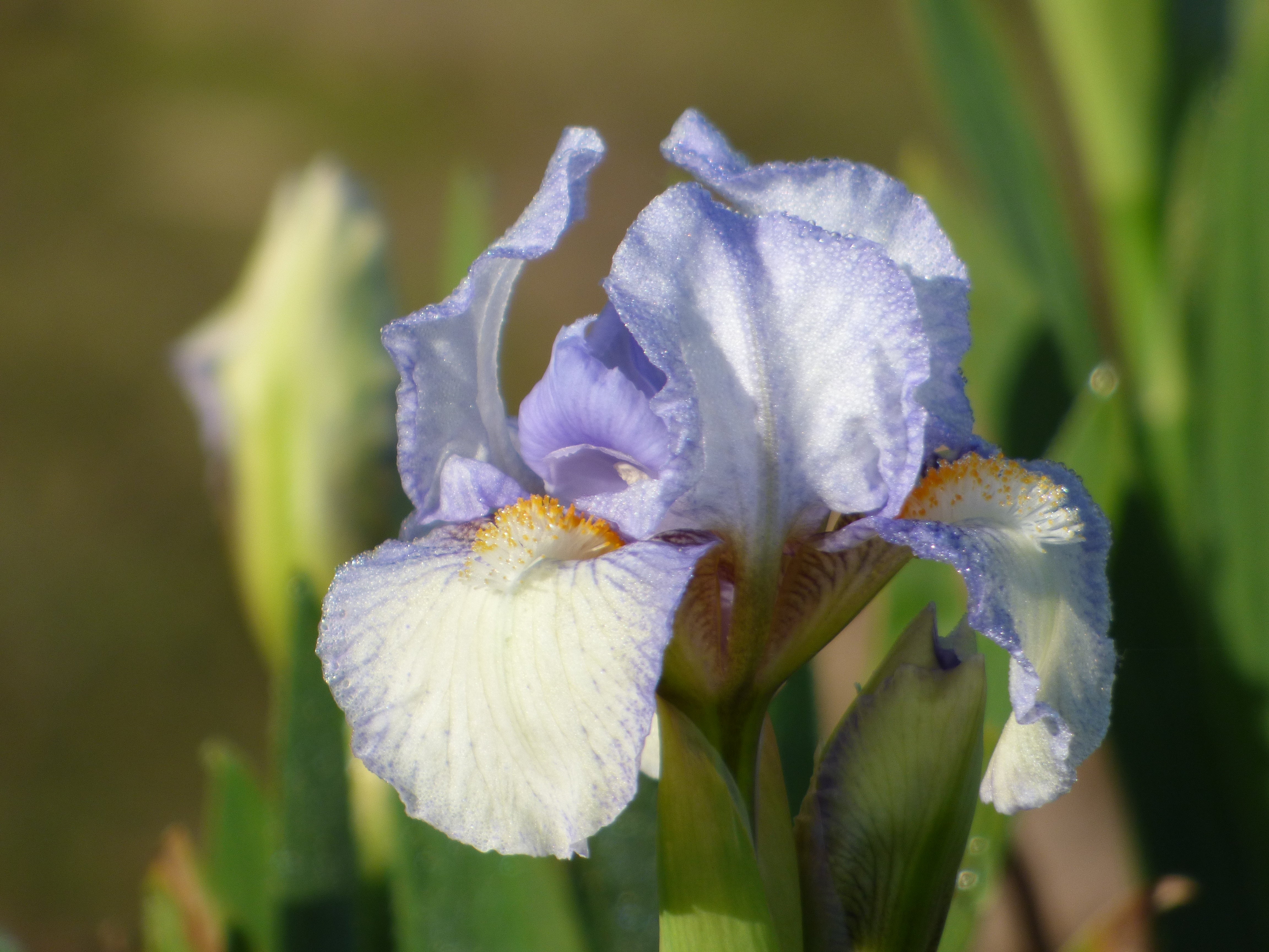 Canadian Kisses | Dwarf Bearded Iris – Schreiner's Gardens