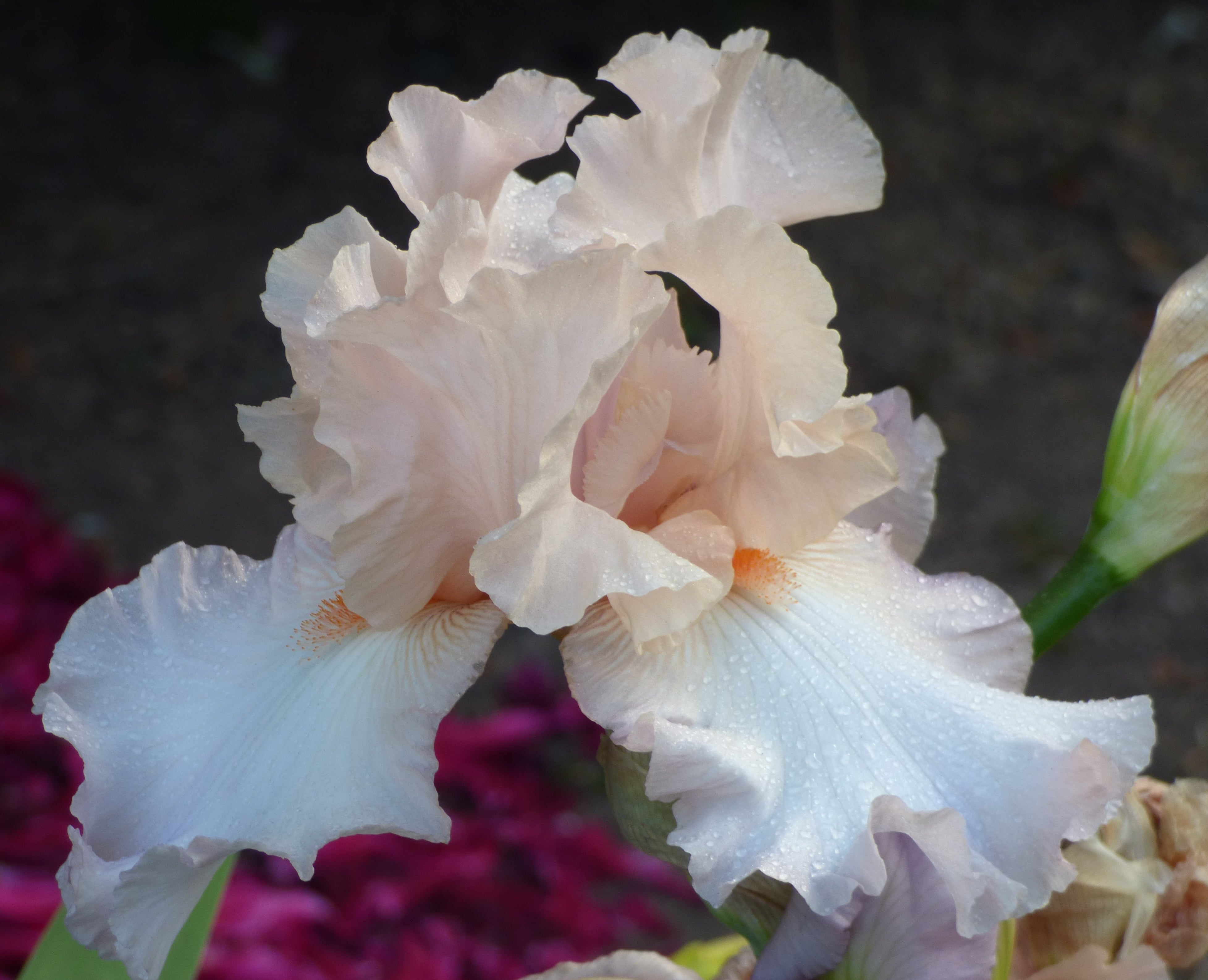 オリジナルクロス　信仰の詩（うた）　祈り　fc01　ロングセラーです Celebration Song | Tall Bearded Iris – Schreiner's Gardens