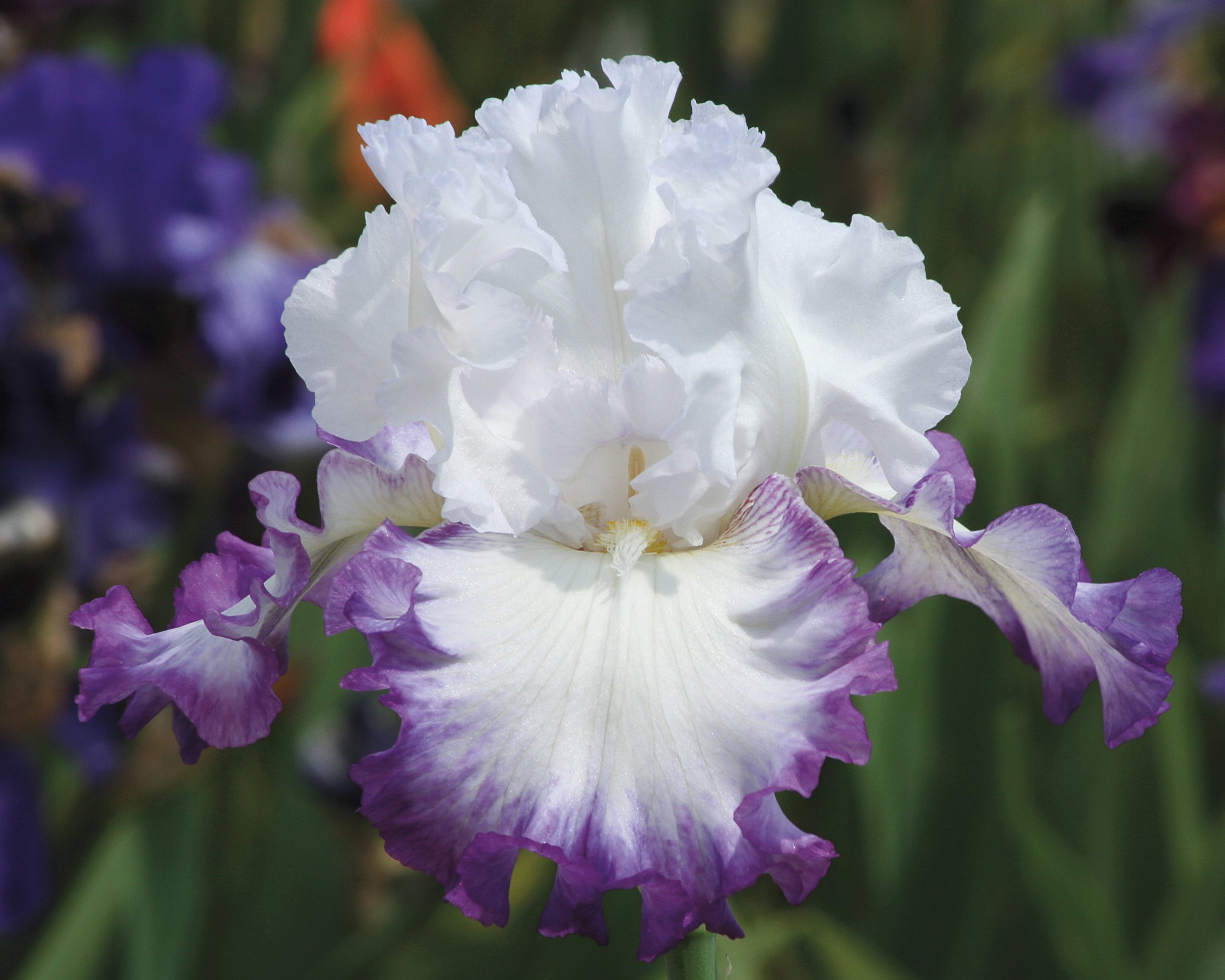 Center Ice | Tall Bearded Iris – Schreiner's Gardens