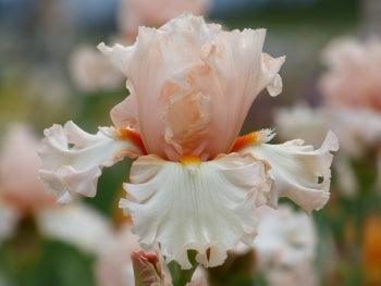 Cha Cha Cha – Schreiner's Gardens