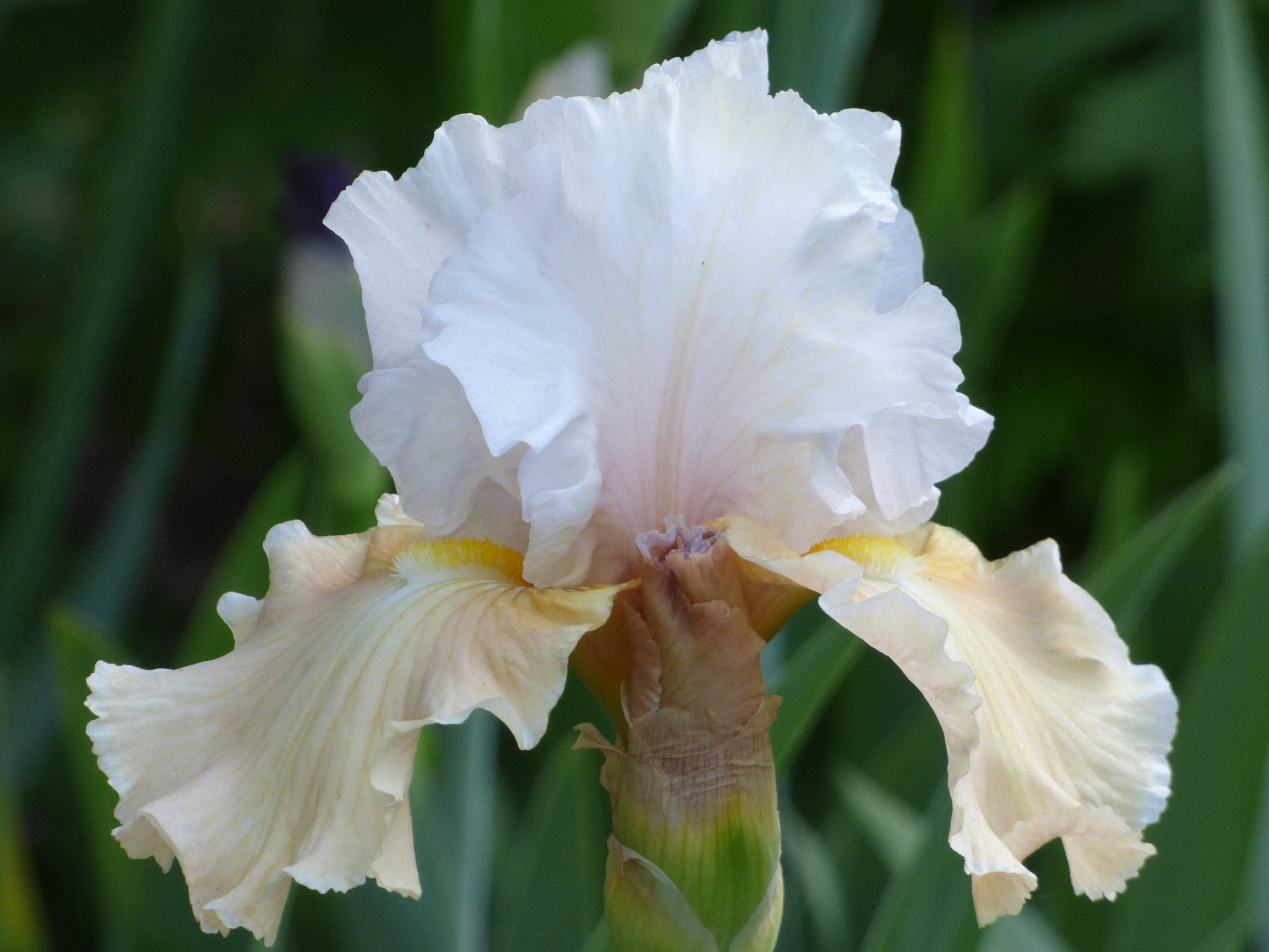 Champagne Elegance | Tall Bearded Iris – Schreiner's Gardens