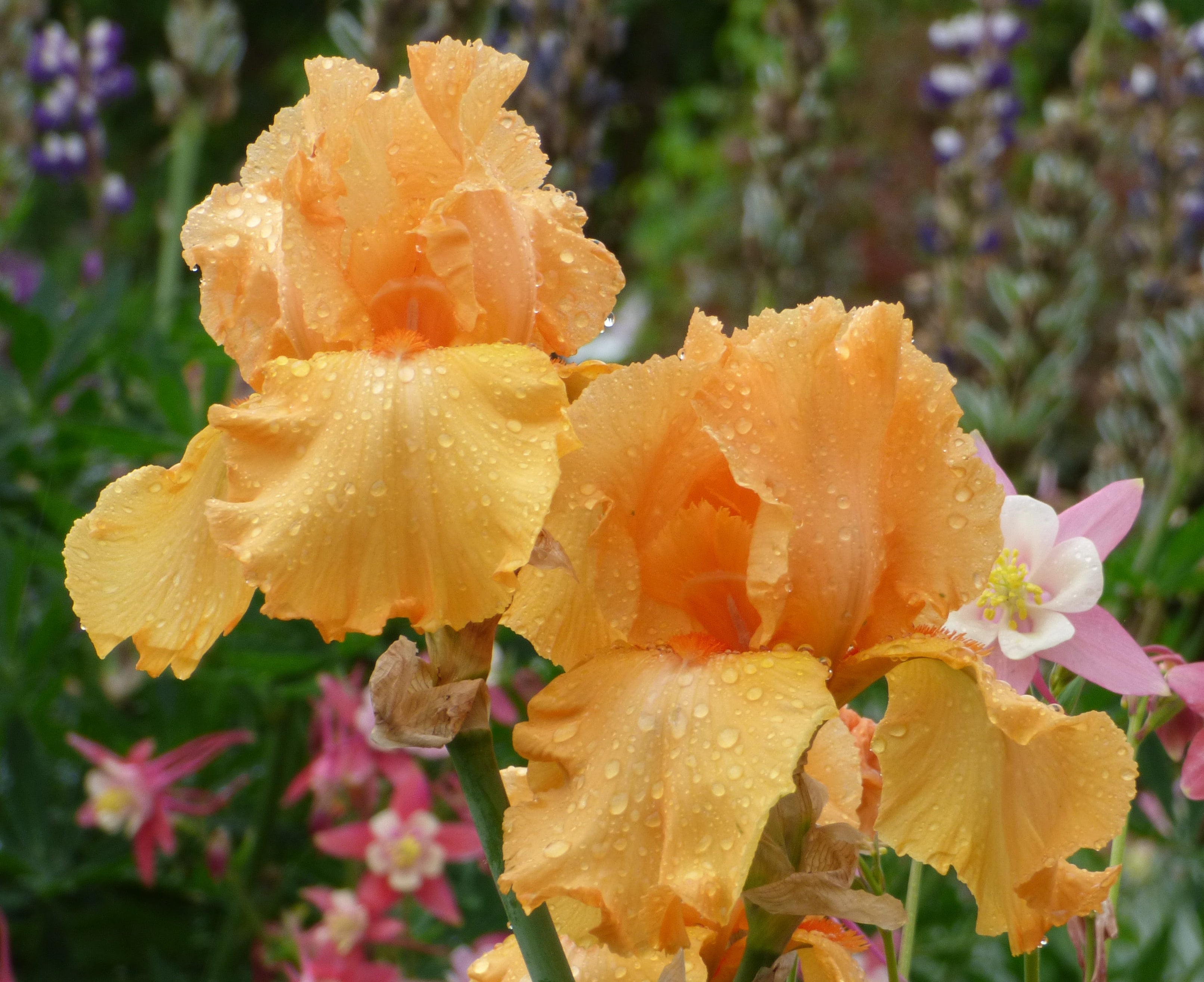 China Moon | Tall Bearded Iris – Schreiner's Gardens