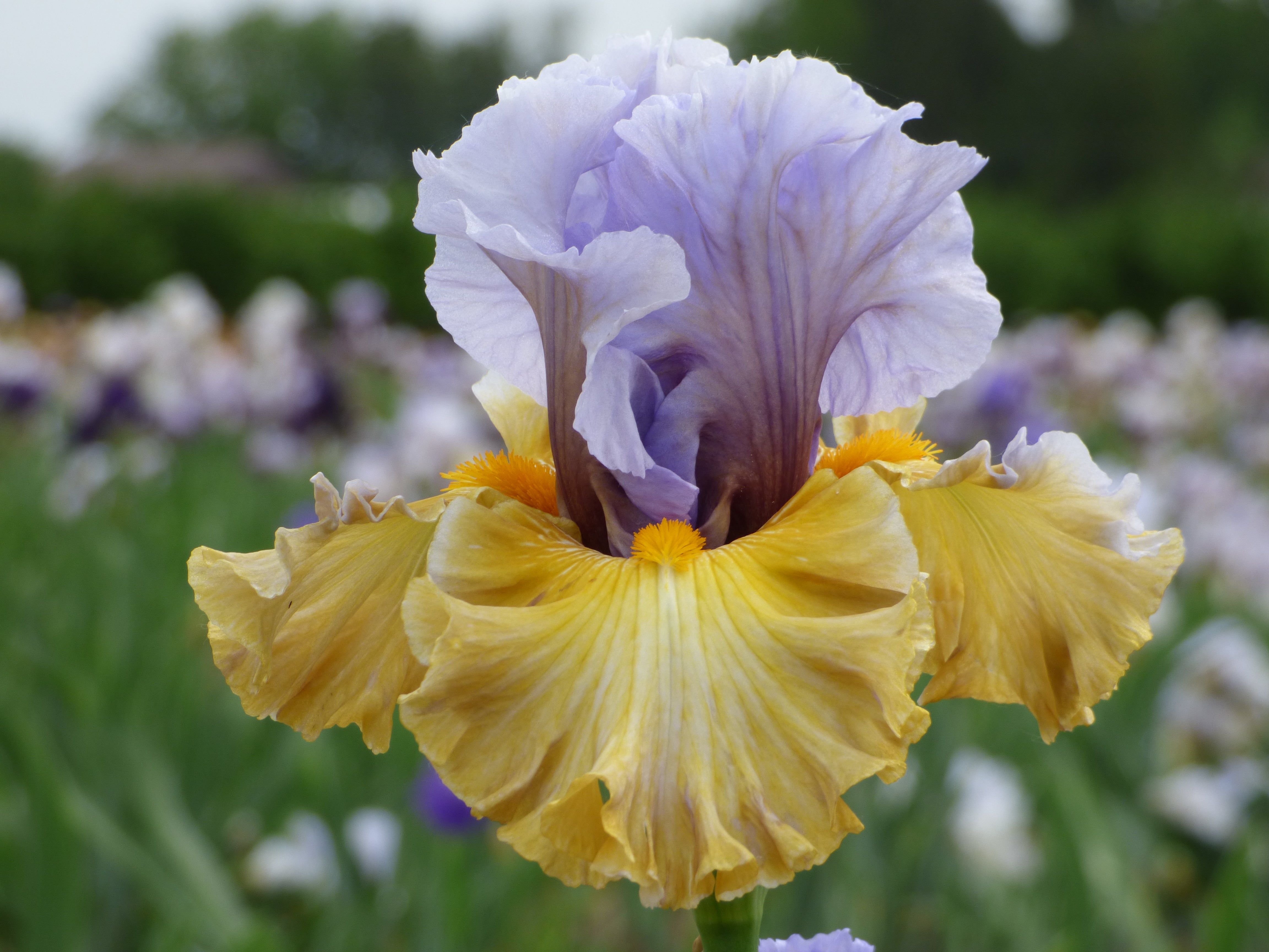 Collusion | Tall Bearded Iris – Schreiner's Gardens