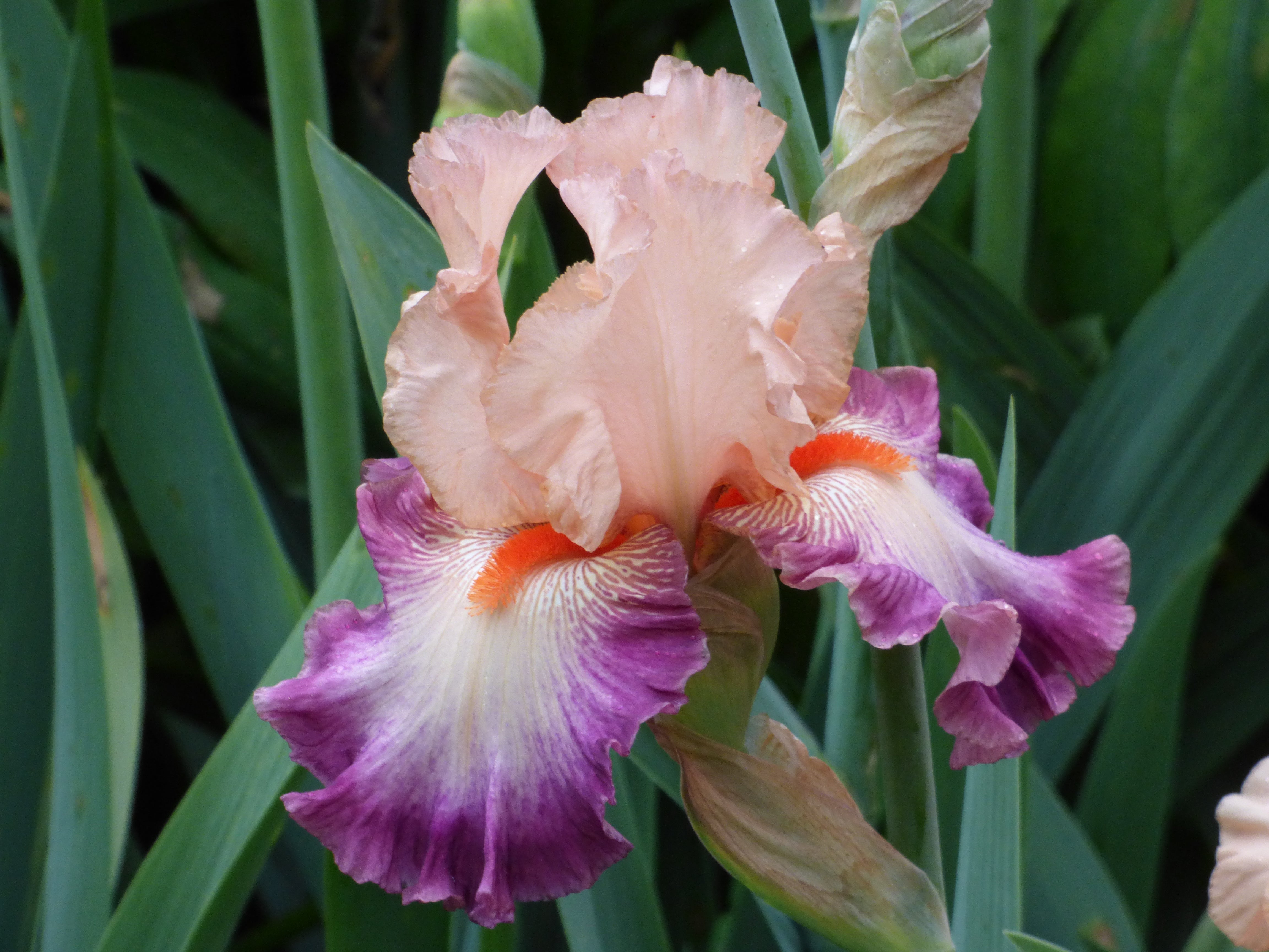 Come Away With Me | Tall Bearded Iris – Schreiner's Gardens