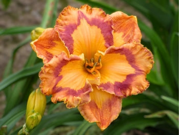 corona lily flower Corona Star (daylily)