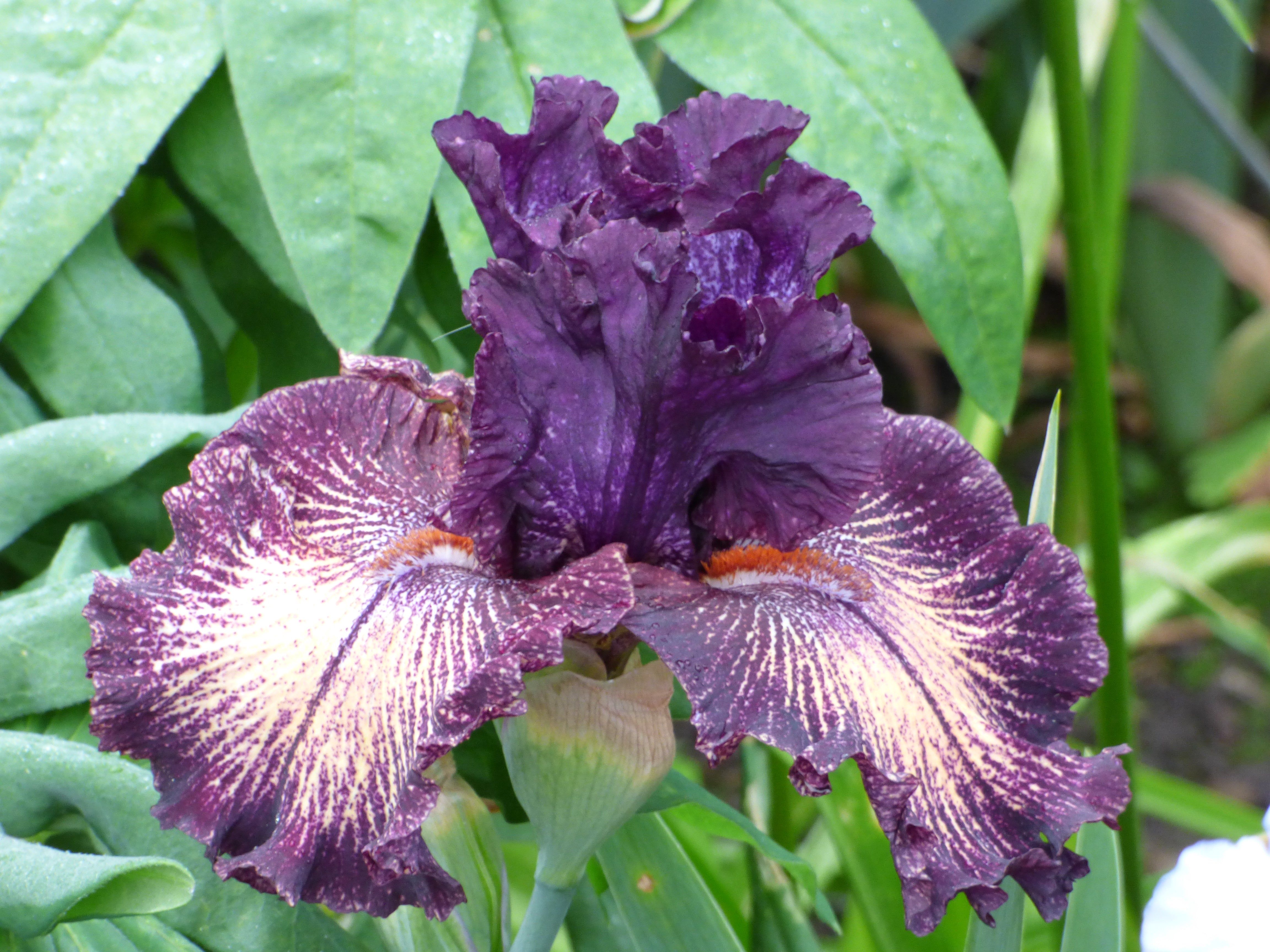 Cosmic Voyage – Schreiner's Gardens